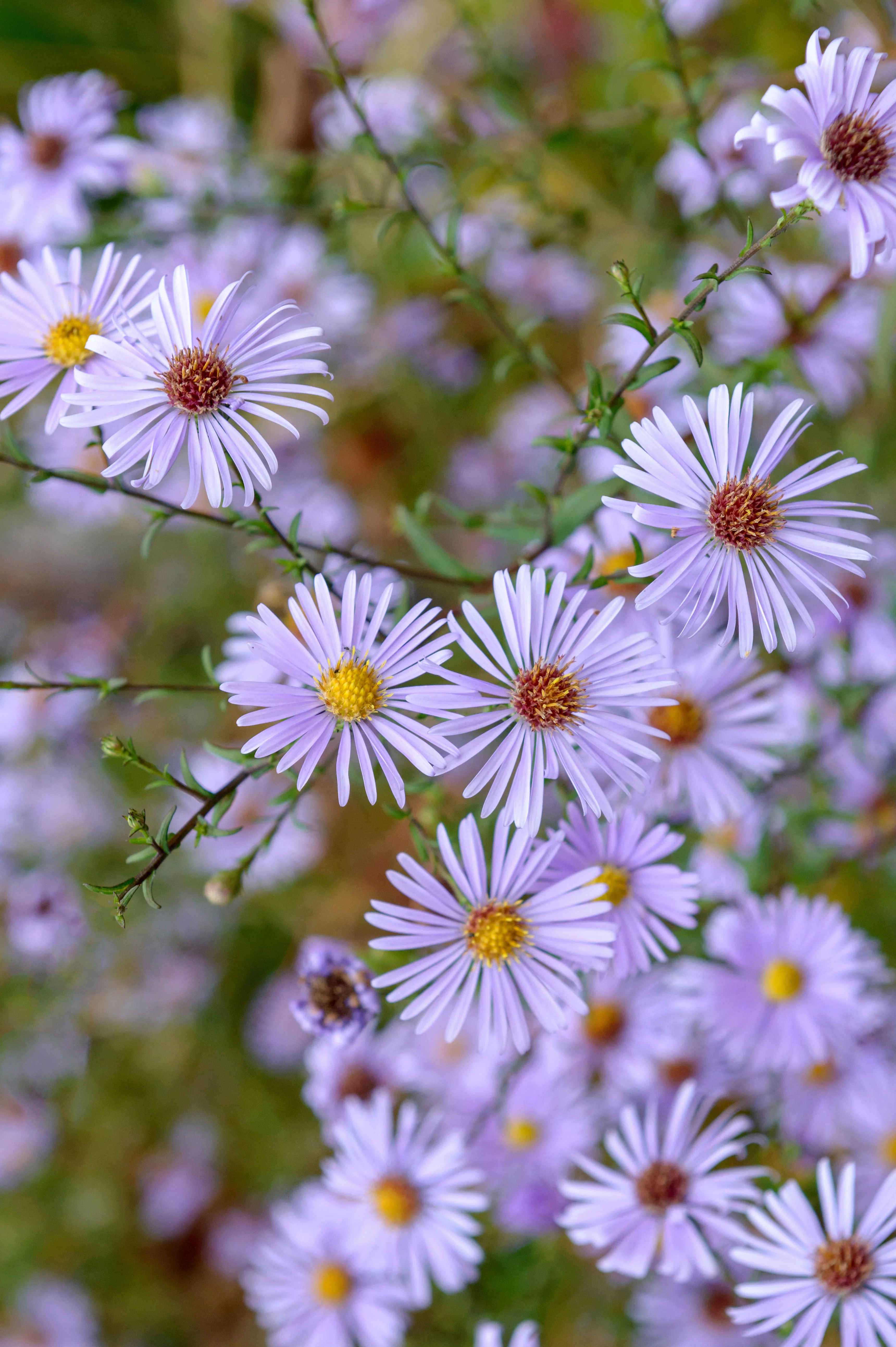 Aster 'Eleven Purple'