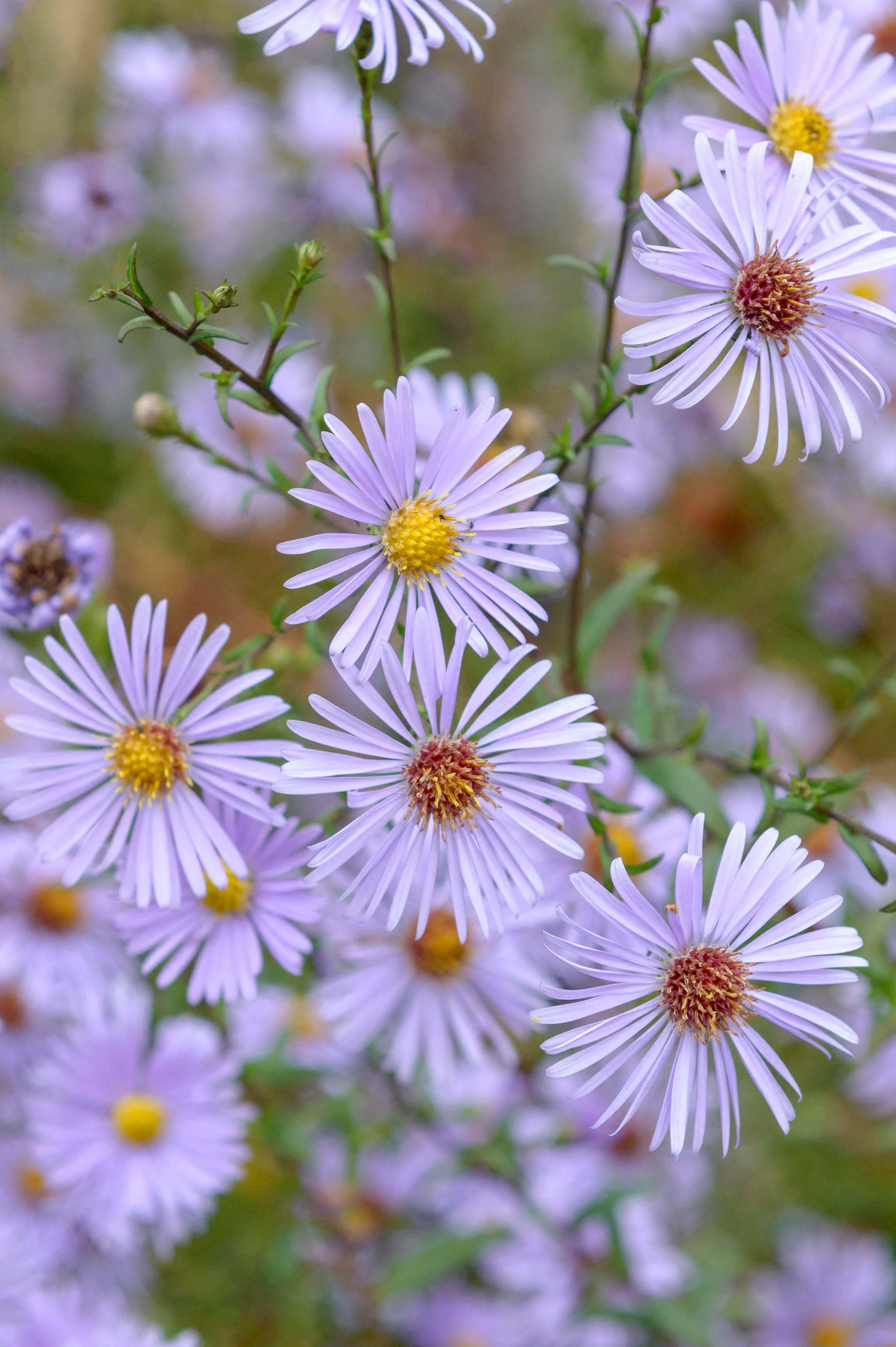 Aster laevis 'Blauschleier'