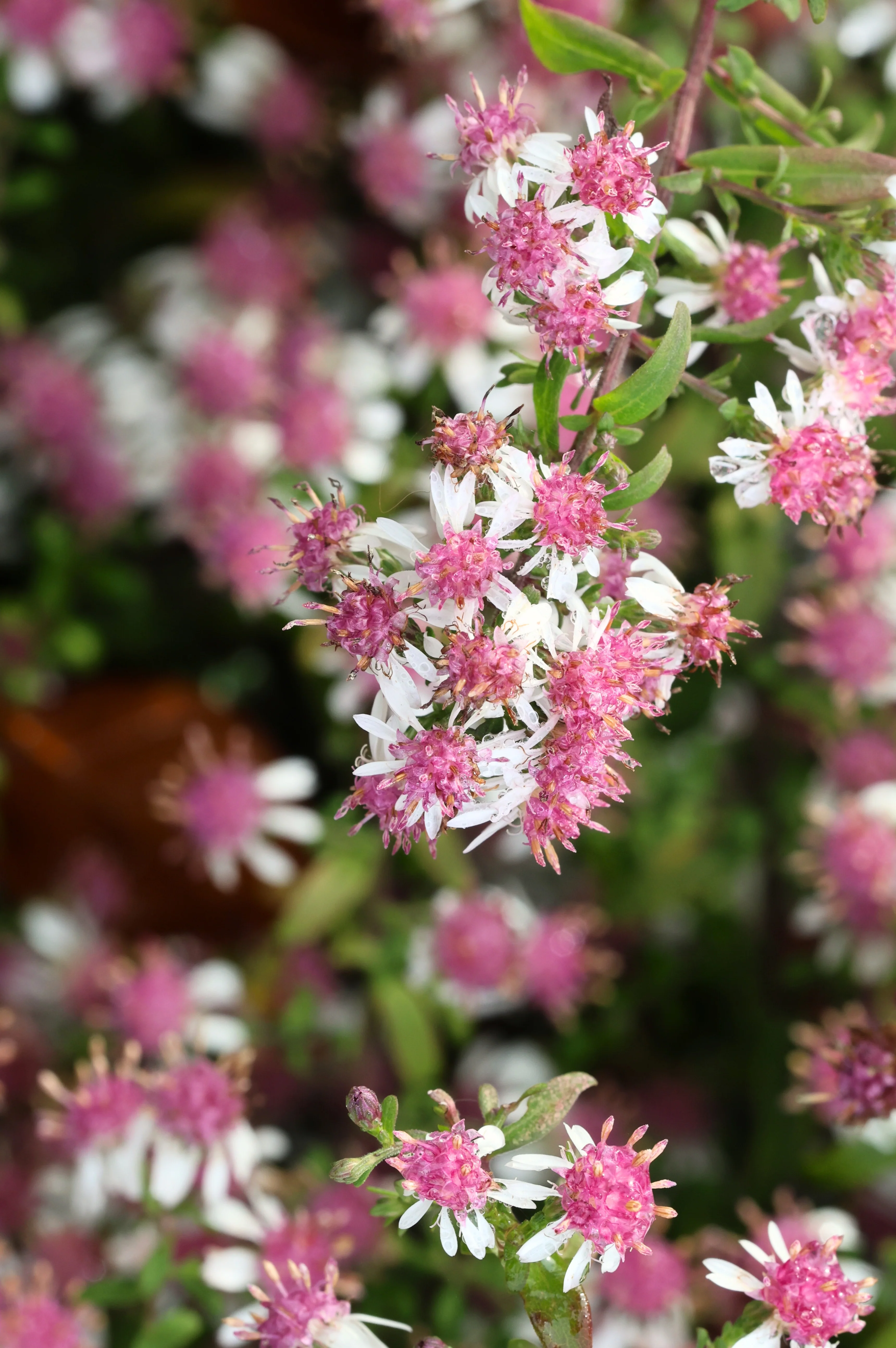 Aster lateriflorus 'Horizontalis'