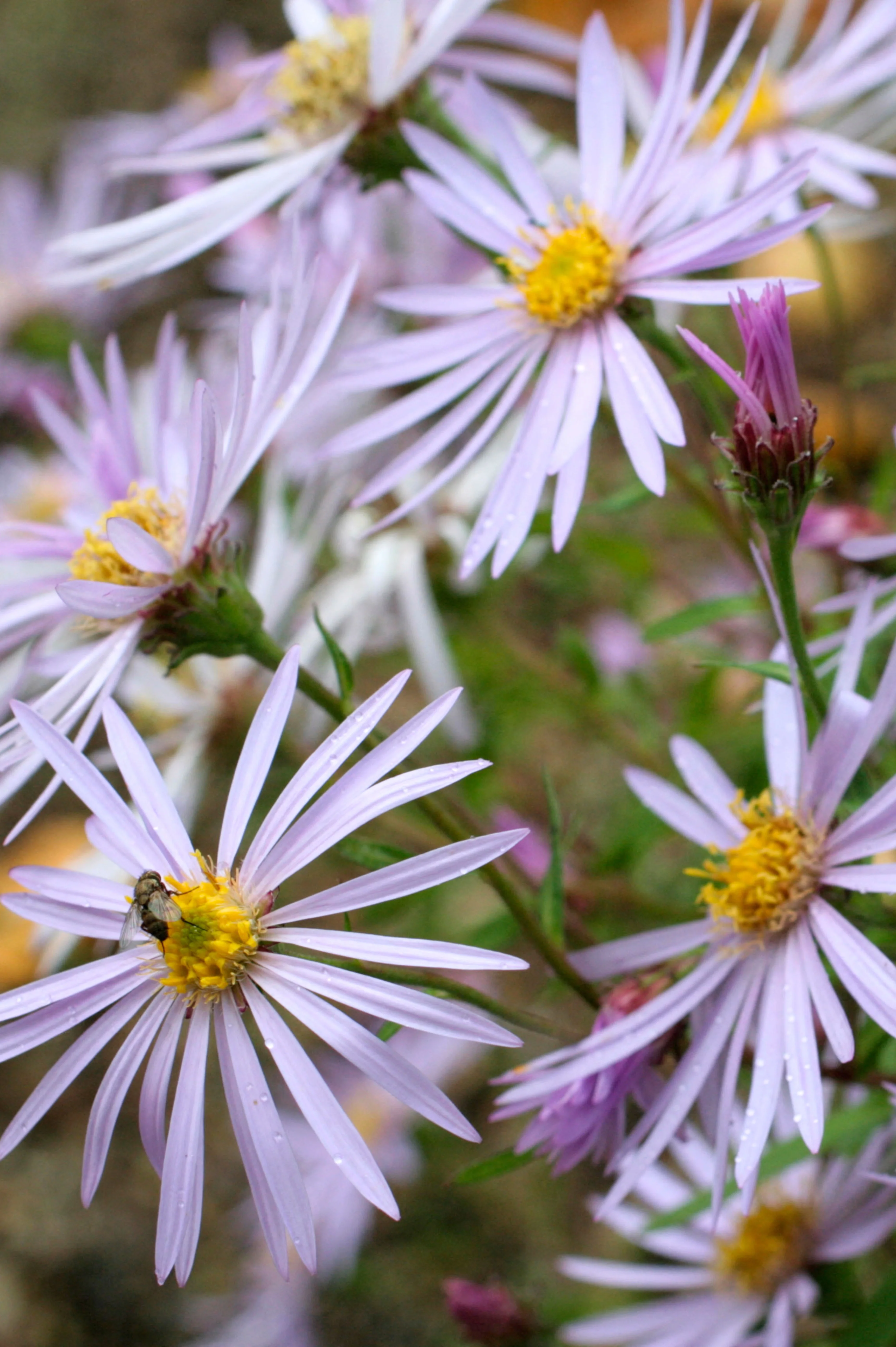 Aster pyrenaeus 'Lutetia'