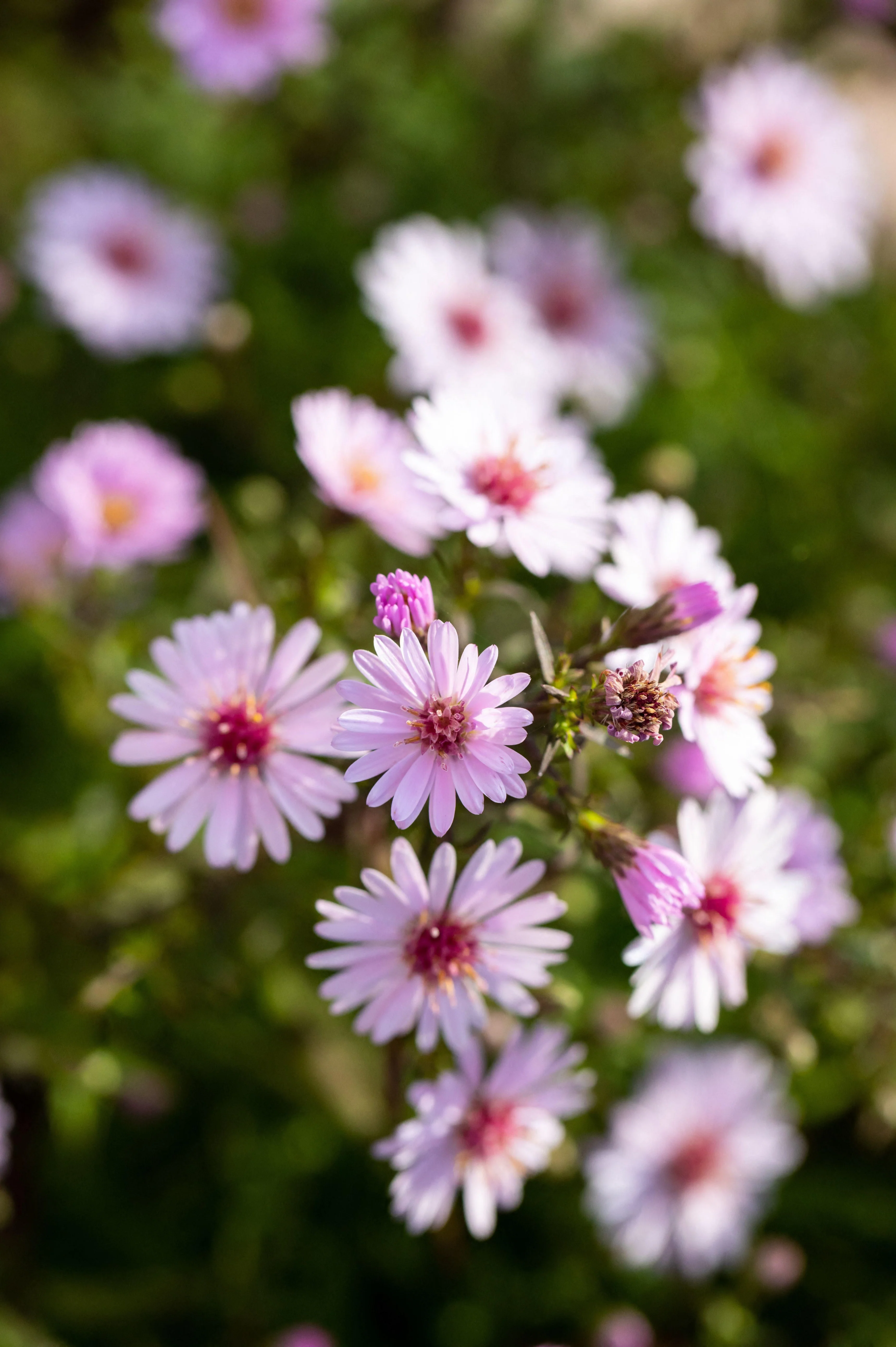 Aster 'Small-Ness'