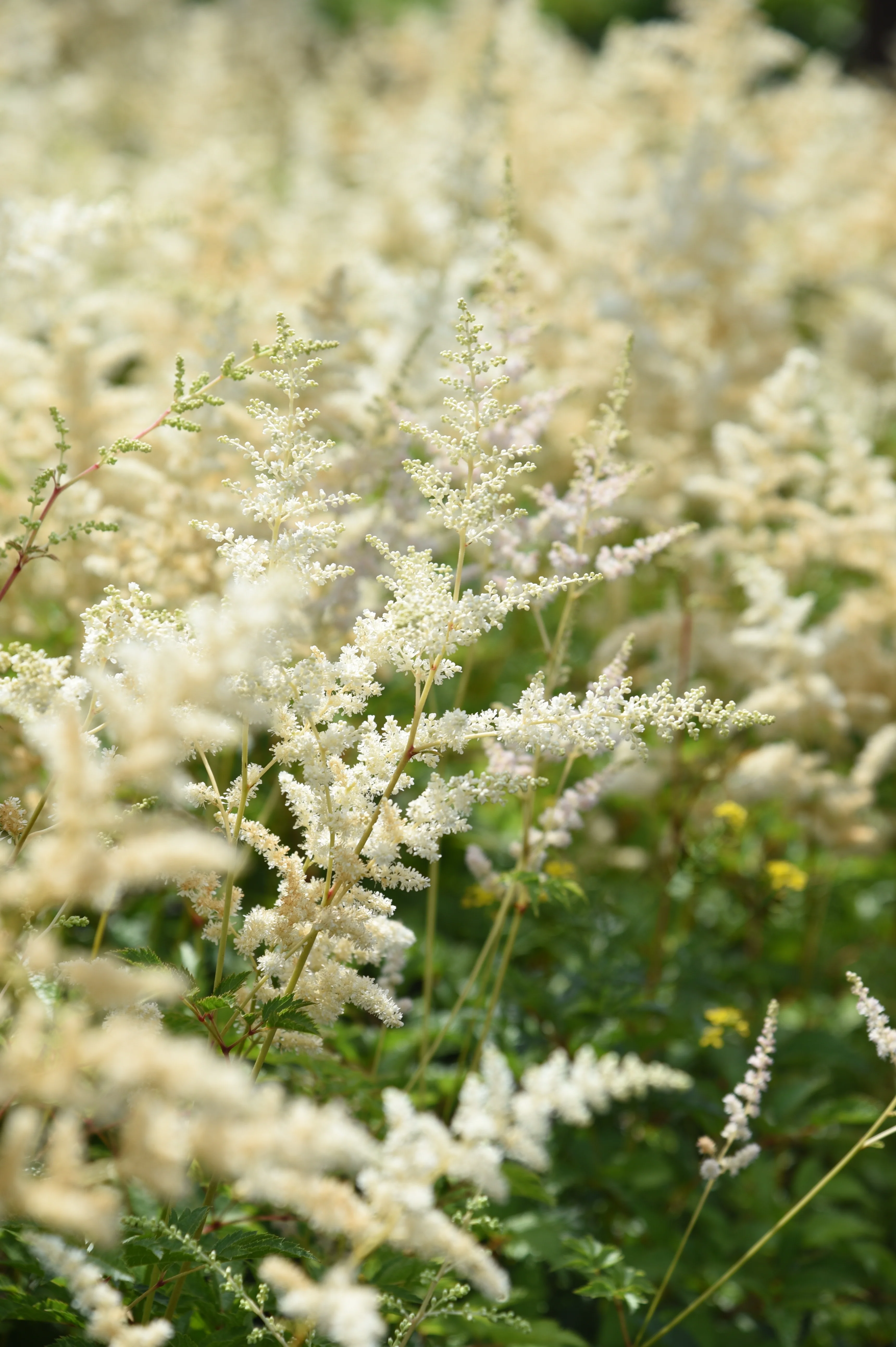 Astilbe arendsii 'Brautschleier'