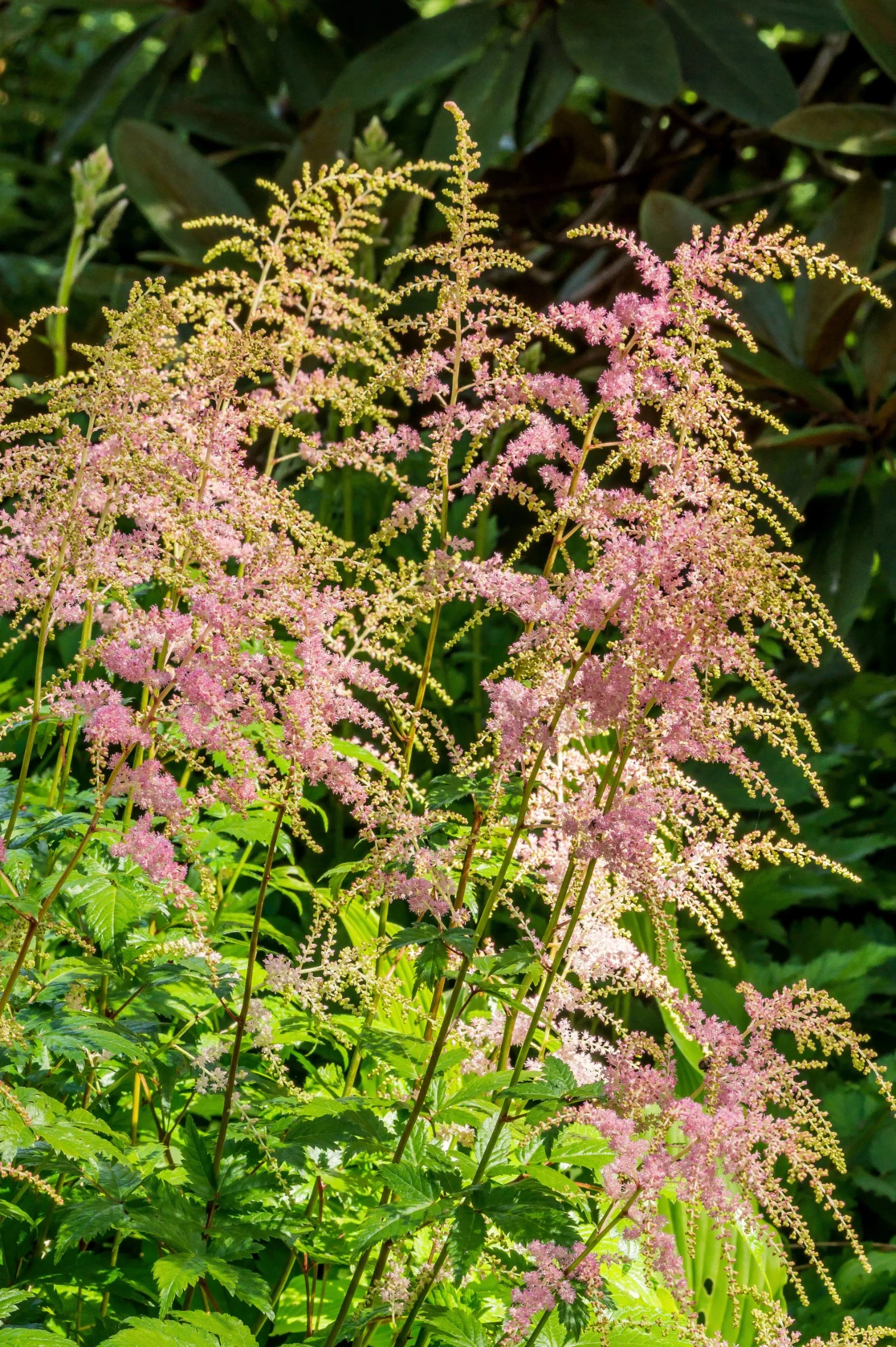 Astilbe arendsii 'Bressingham Beauty'