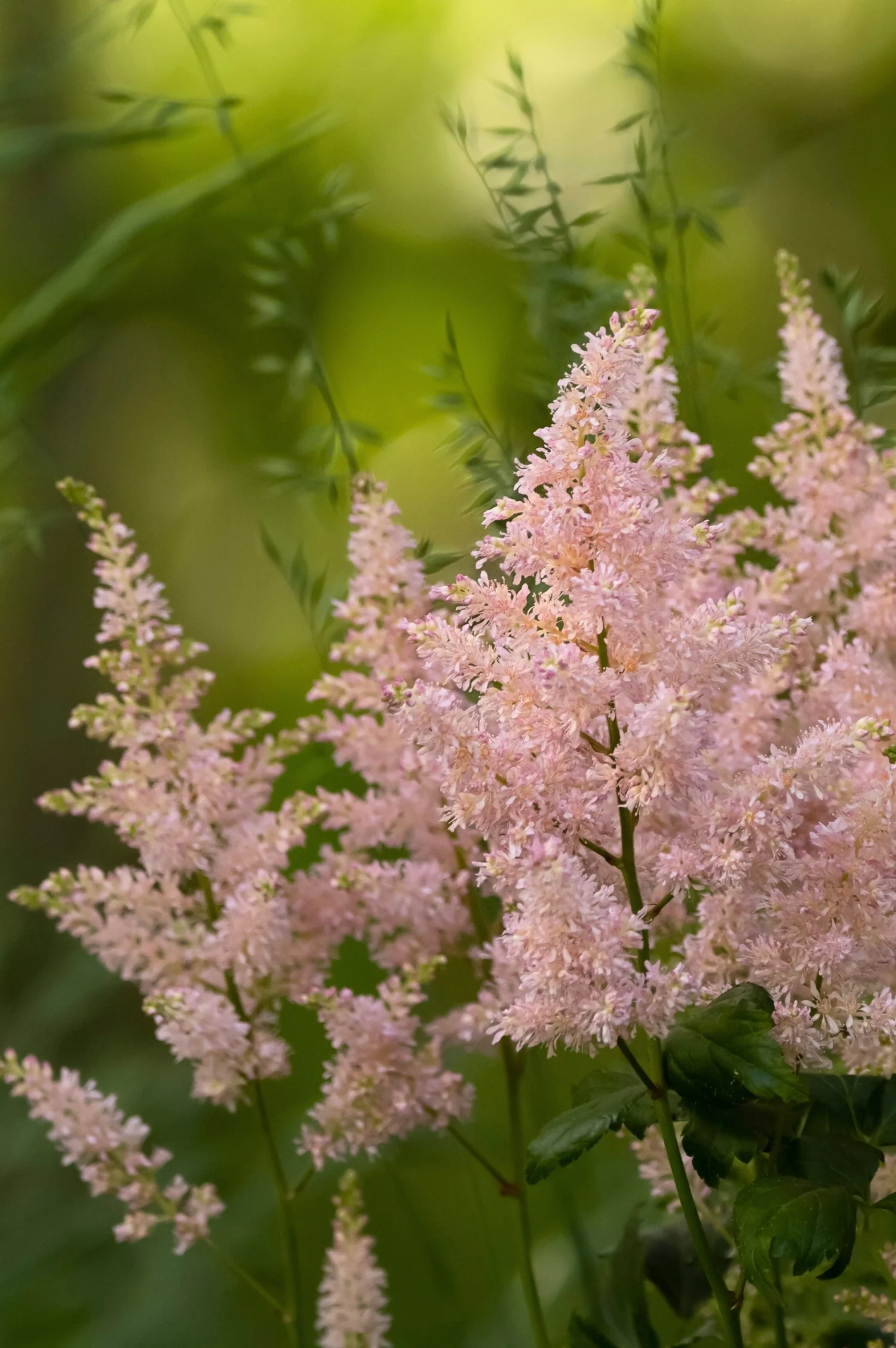 Astilbe simplicifolia 'Hennie Graafland'