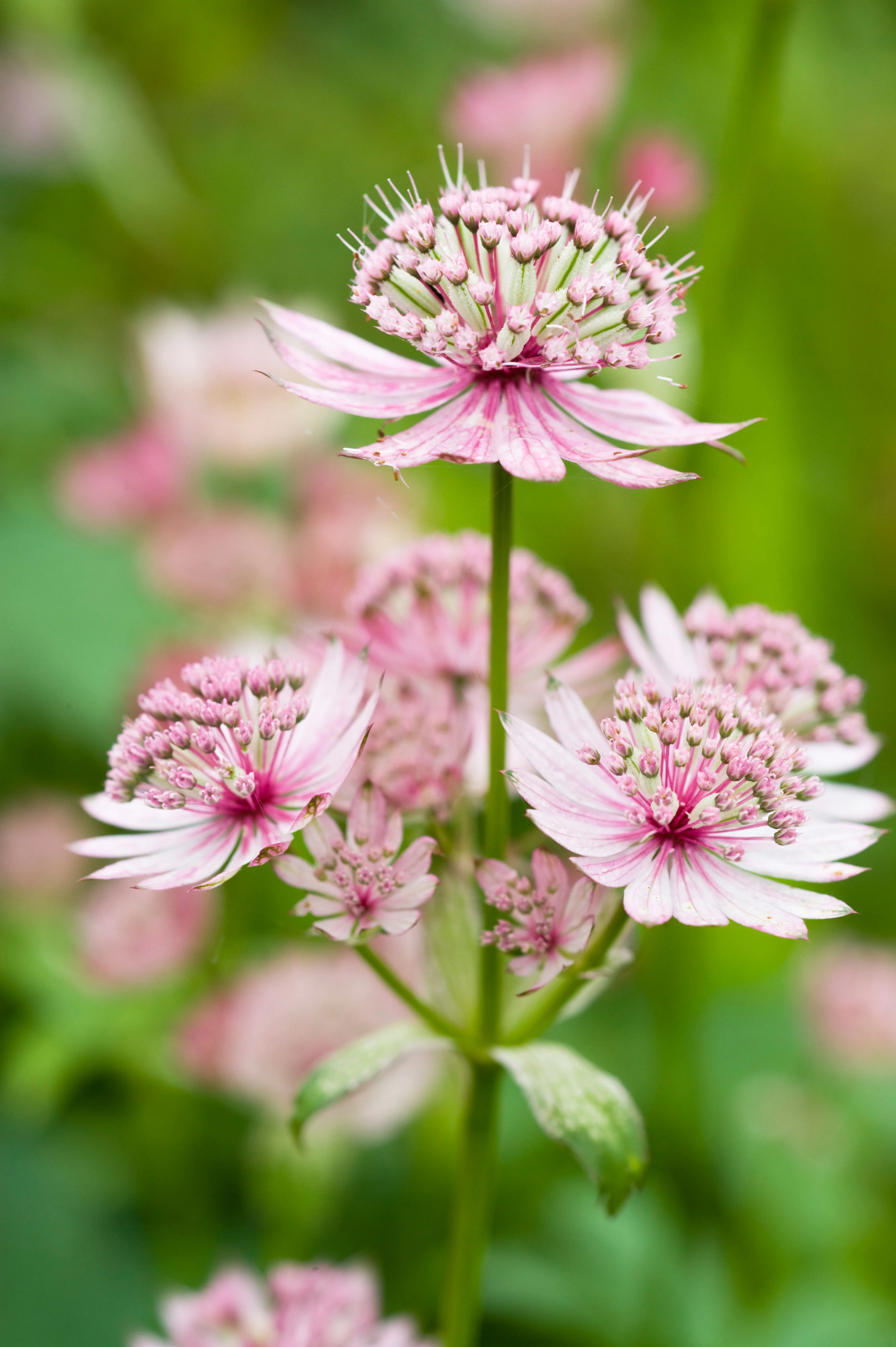 Astrantia major