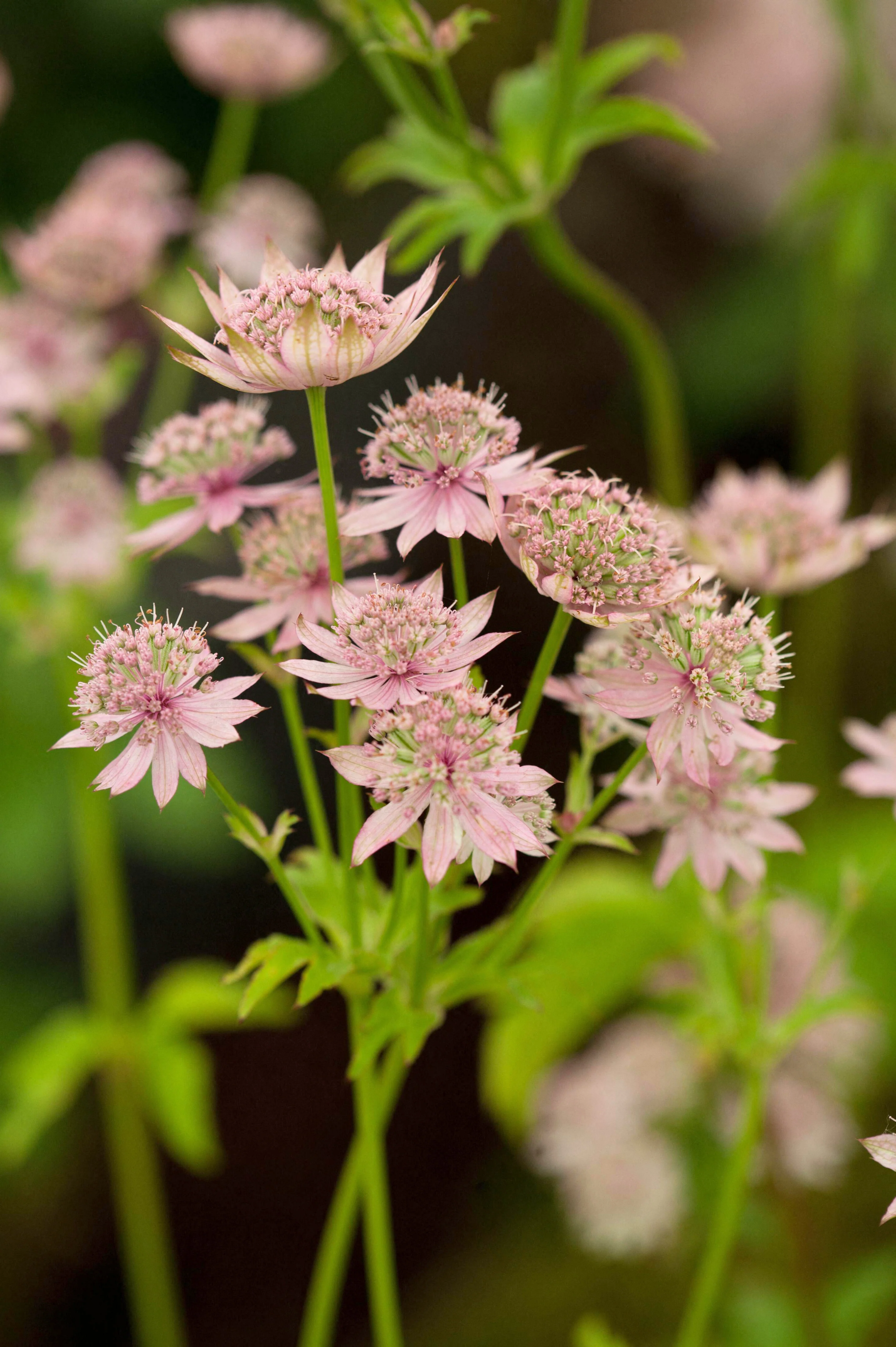 Astrantia major 'Florence'