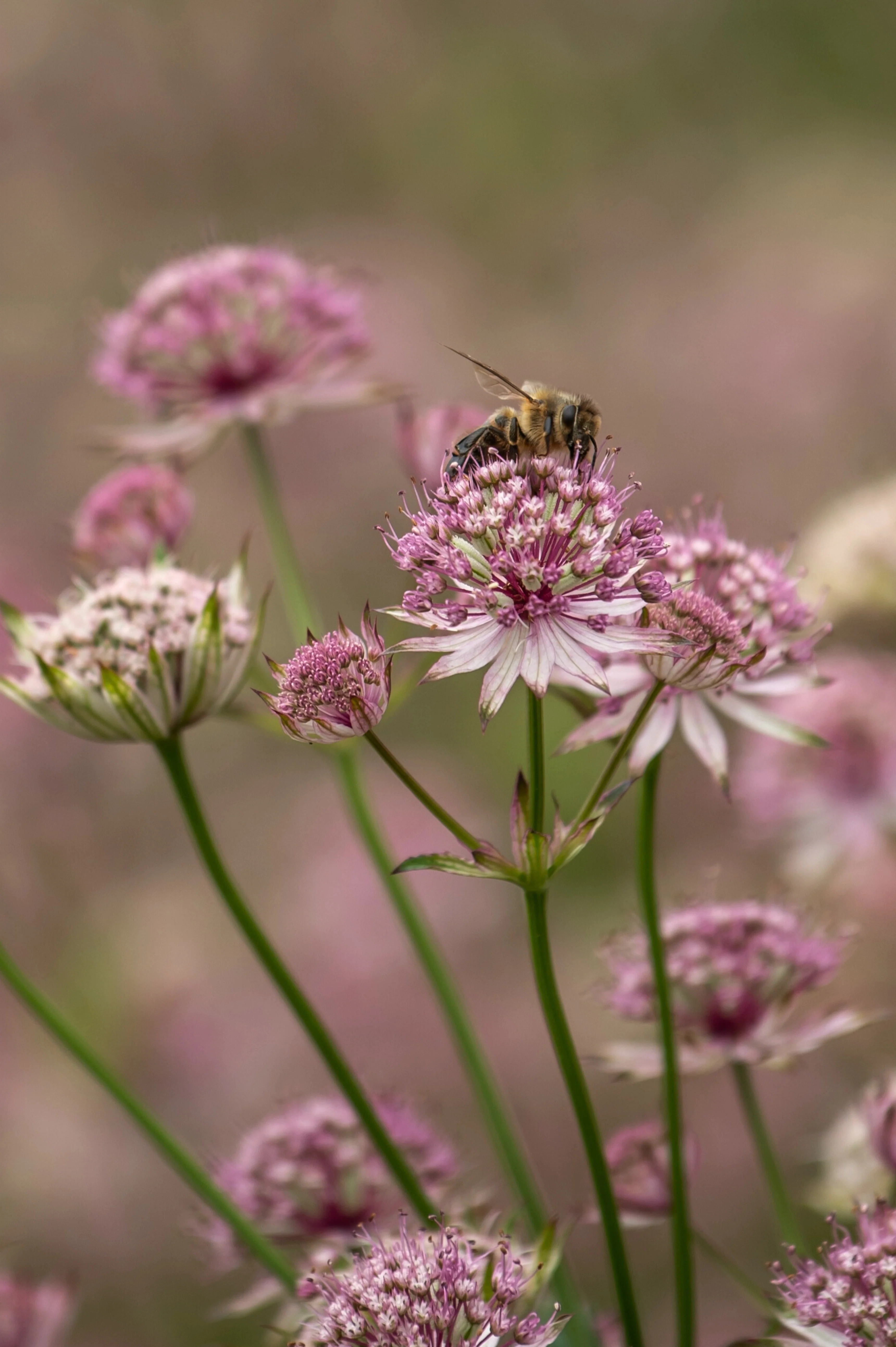 Astrantia major 'Pink Button'