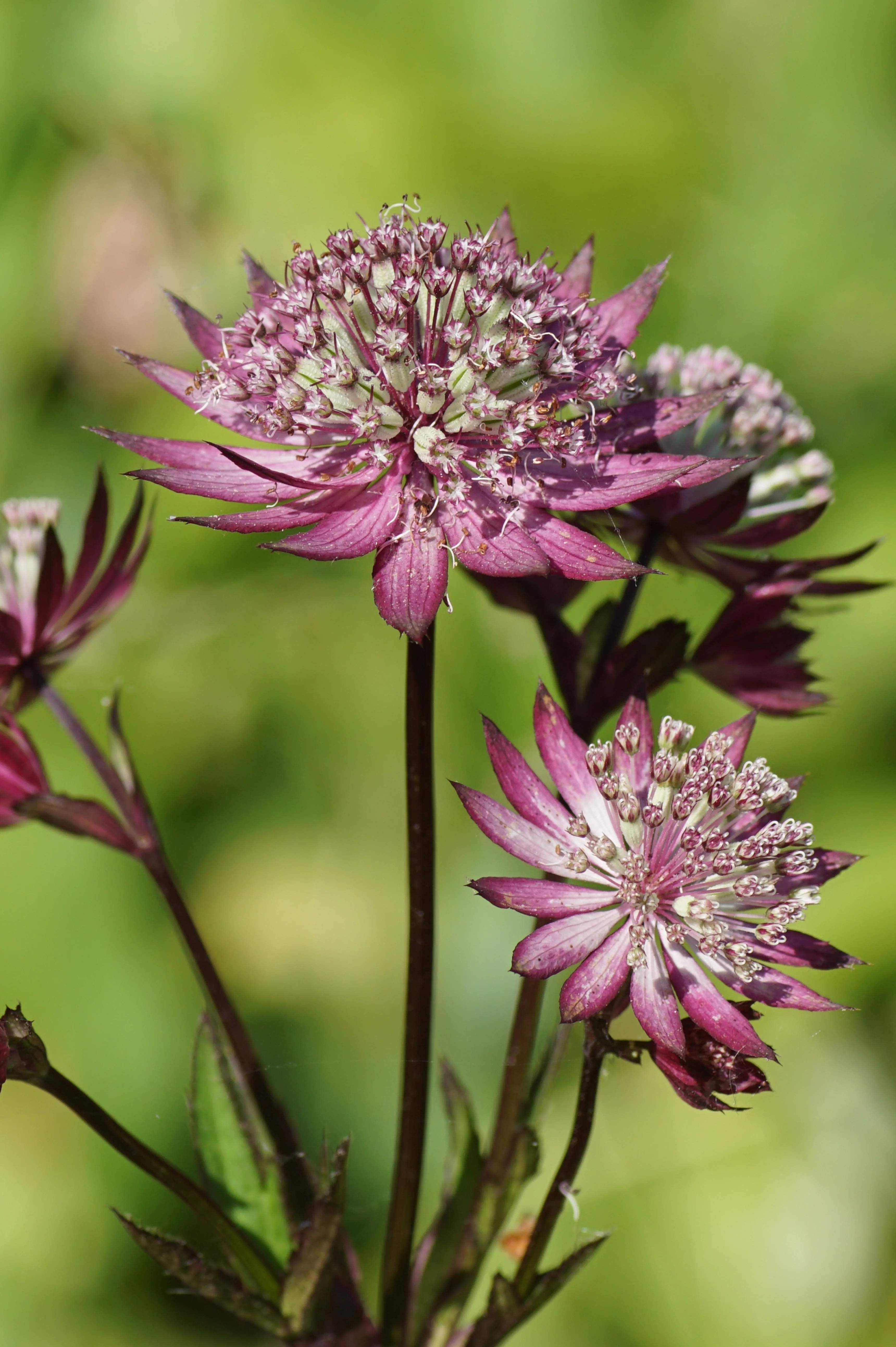 Astrantia major 'Primadonna'