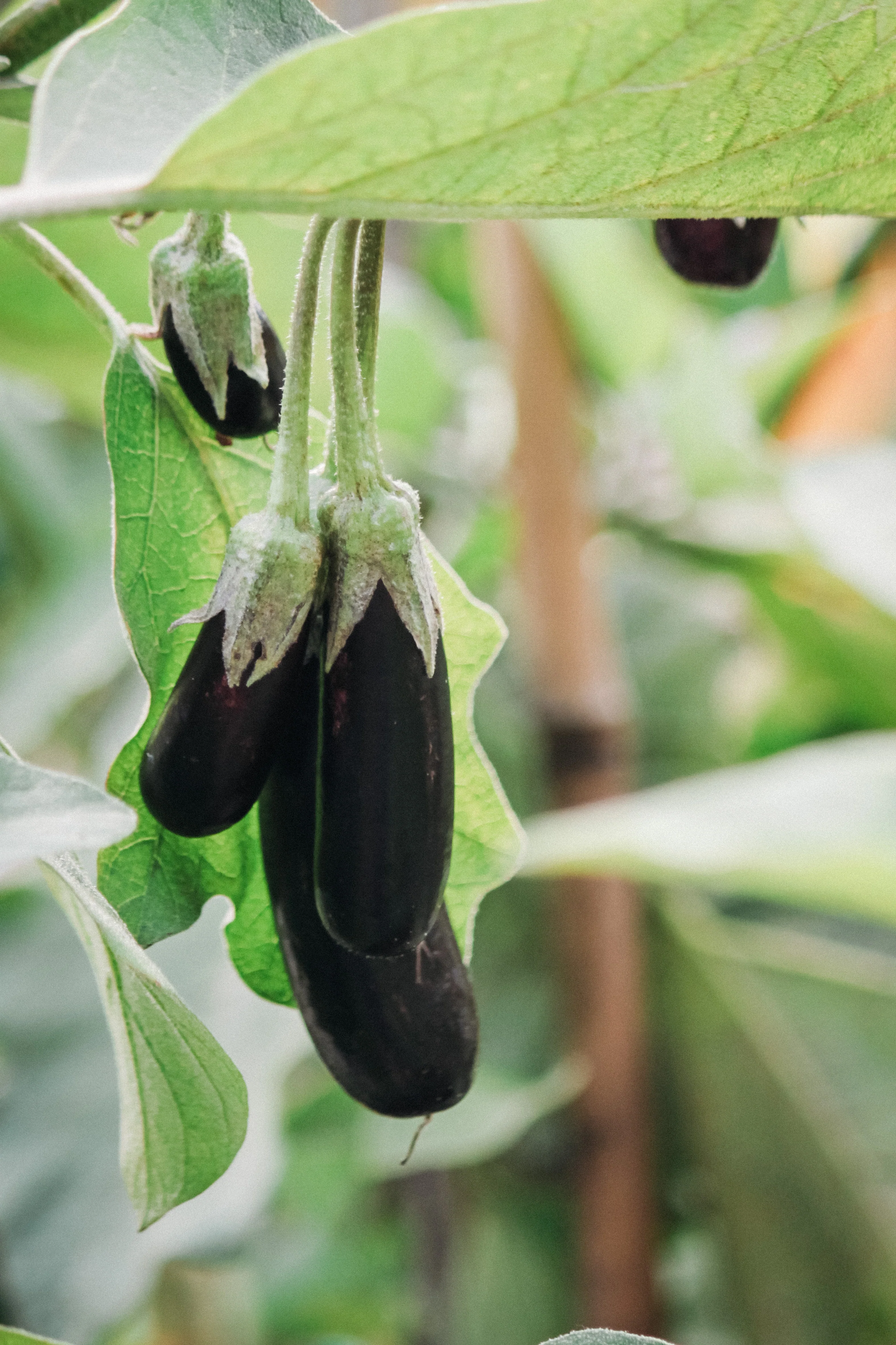 Aubergine 'Little Fingers'