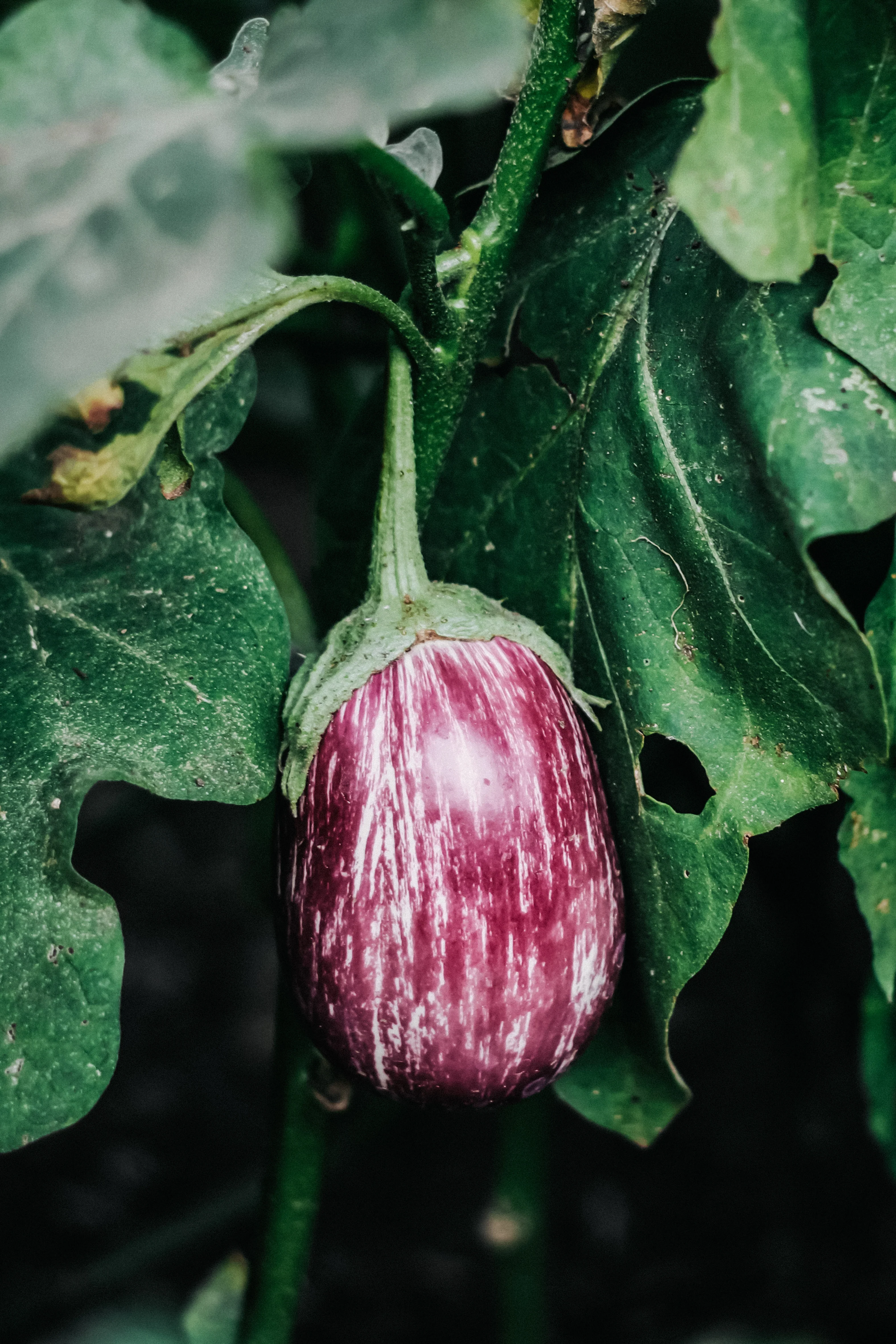 Aubergine 'Zébrina'