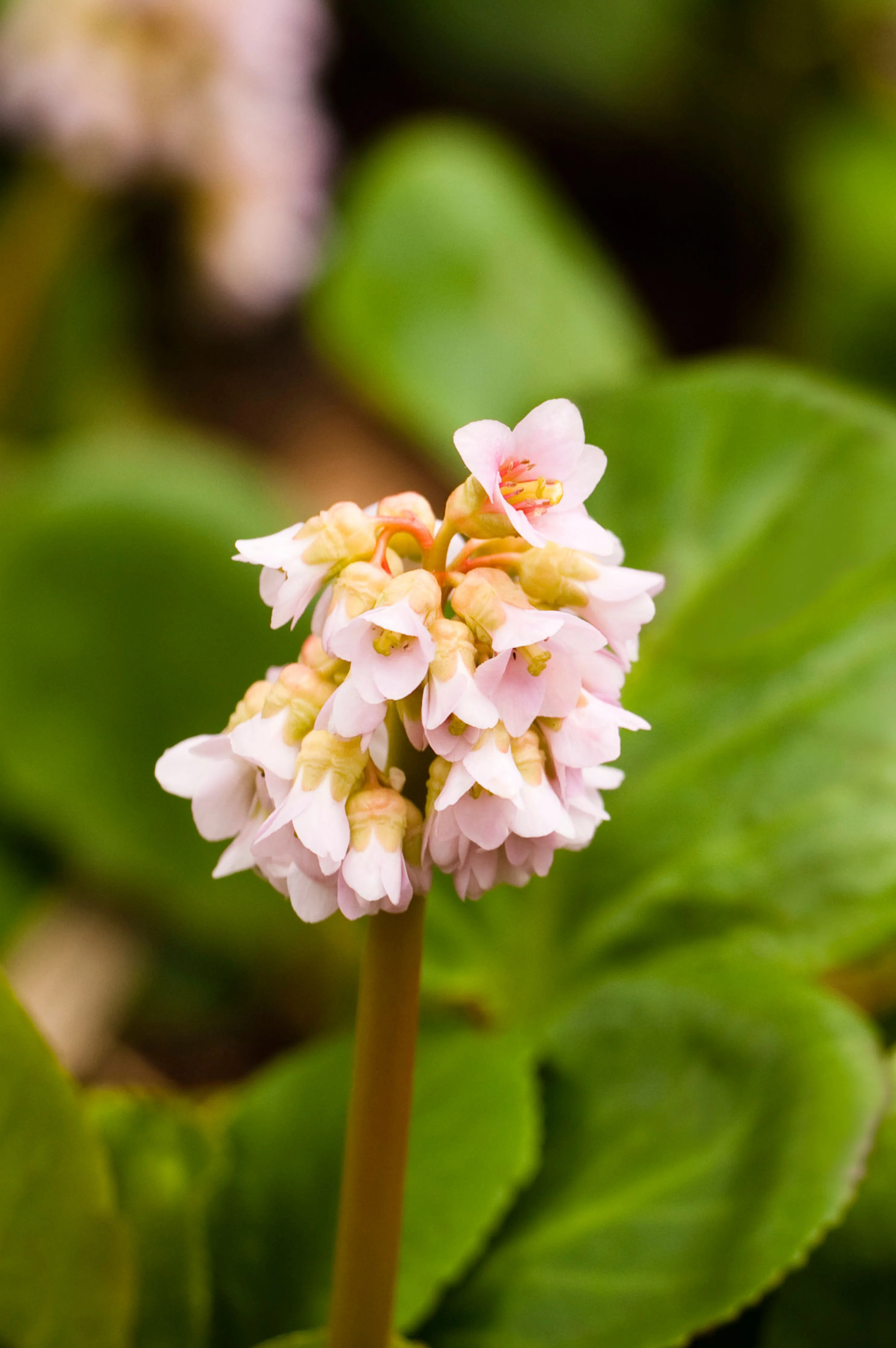 Bergenia hybride 'Baby Doll'