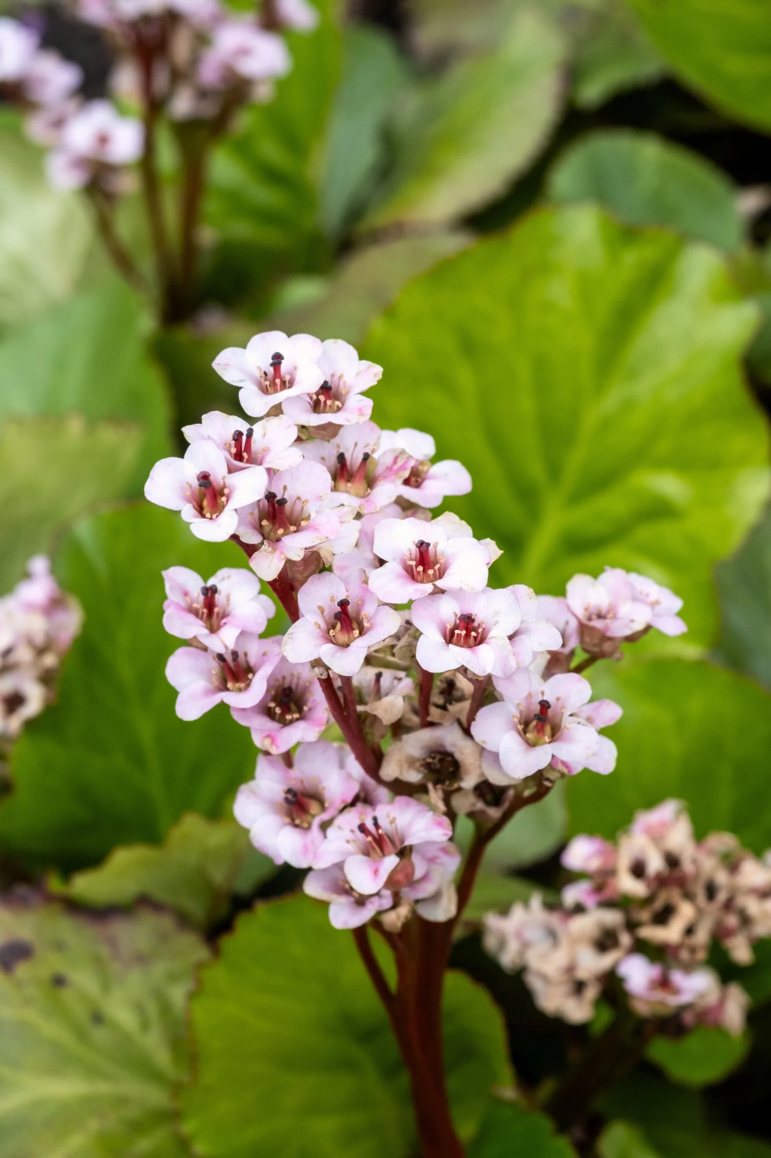 Bergenia hybride 'Dragonfly Angel Kiss'