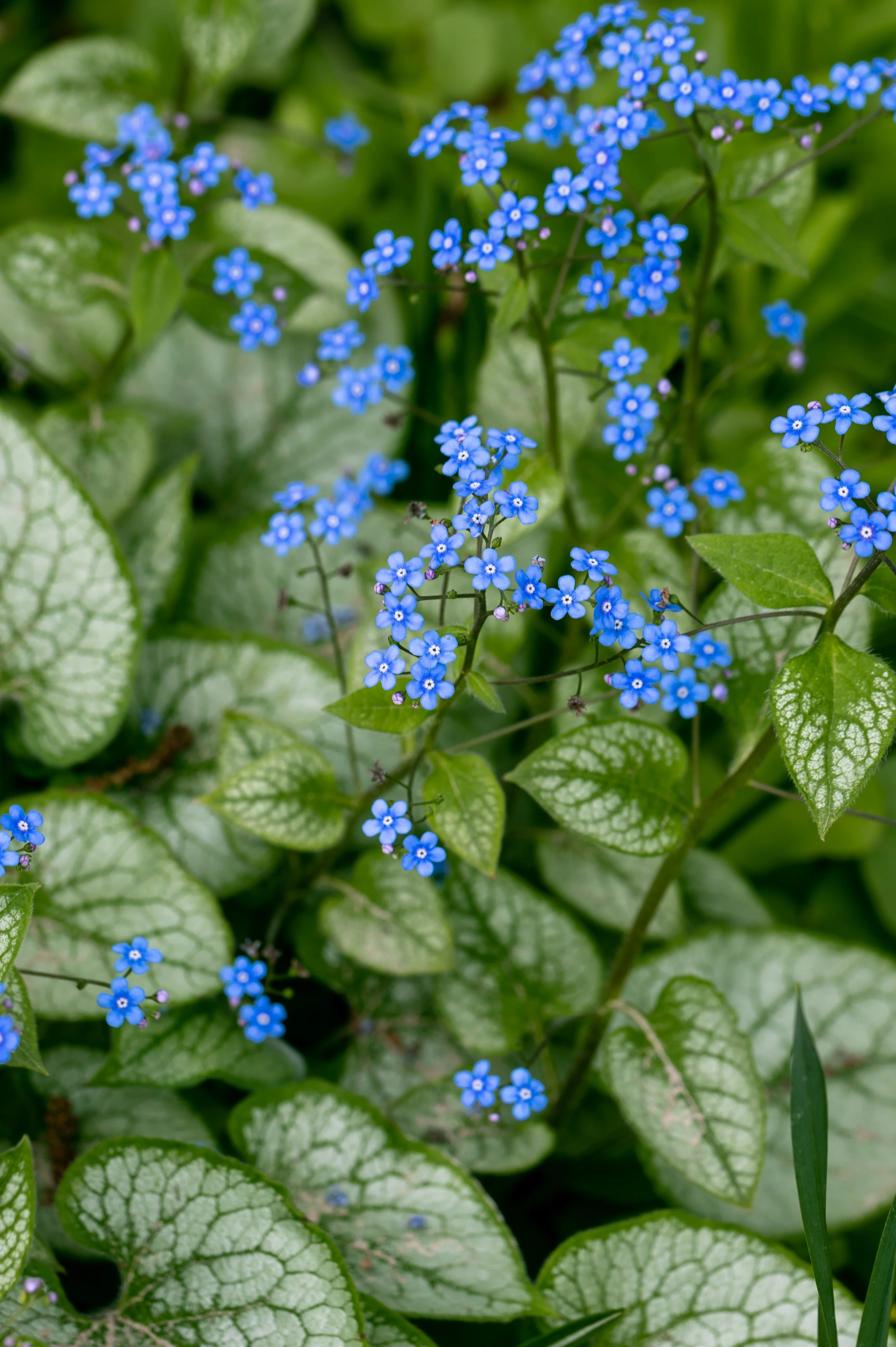 Brunnera macrophylla
