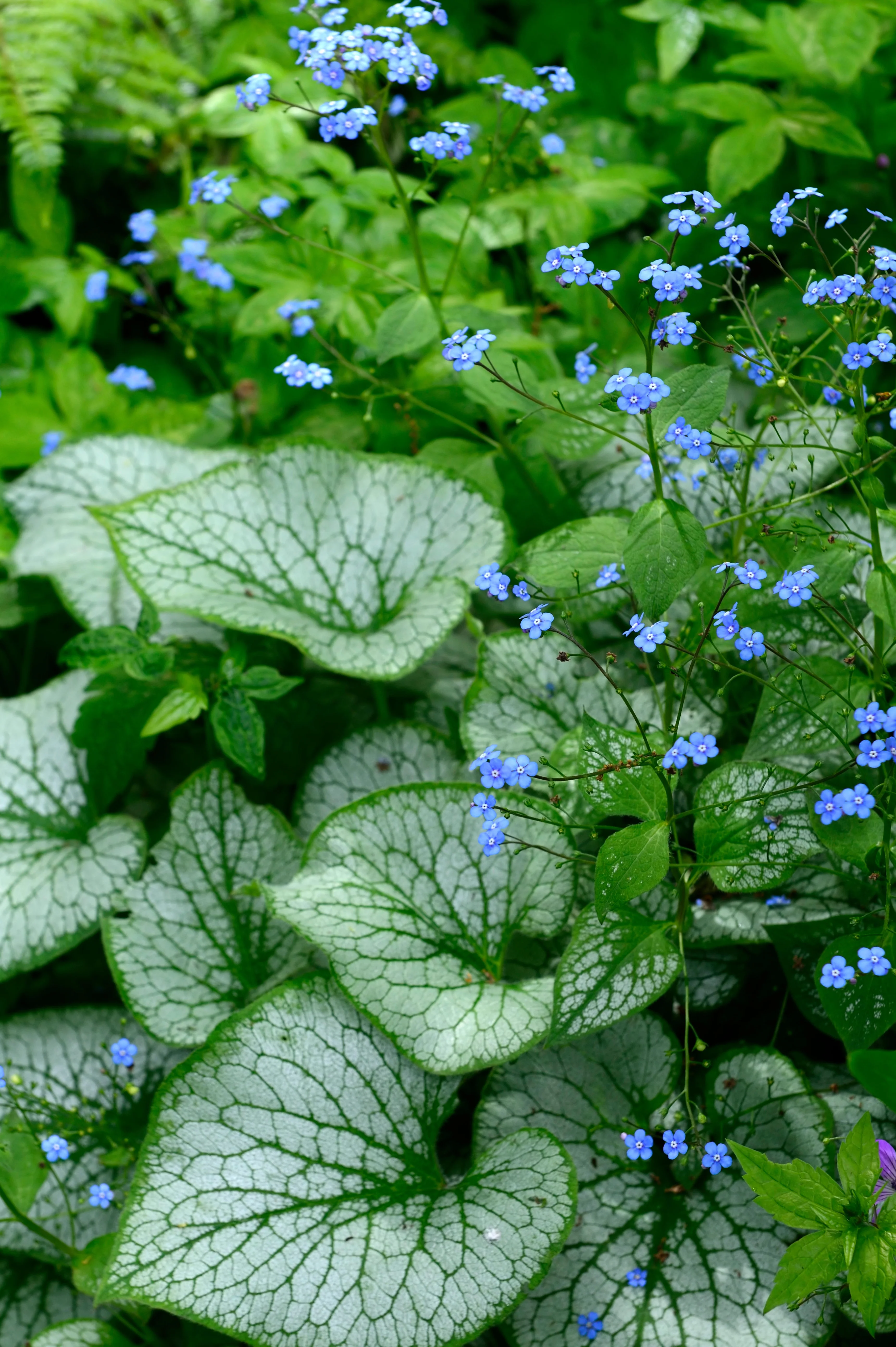 Brunnera macrophylla 'Jack Frost'