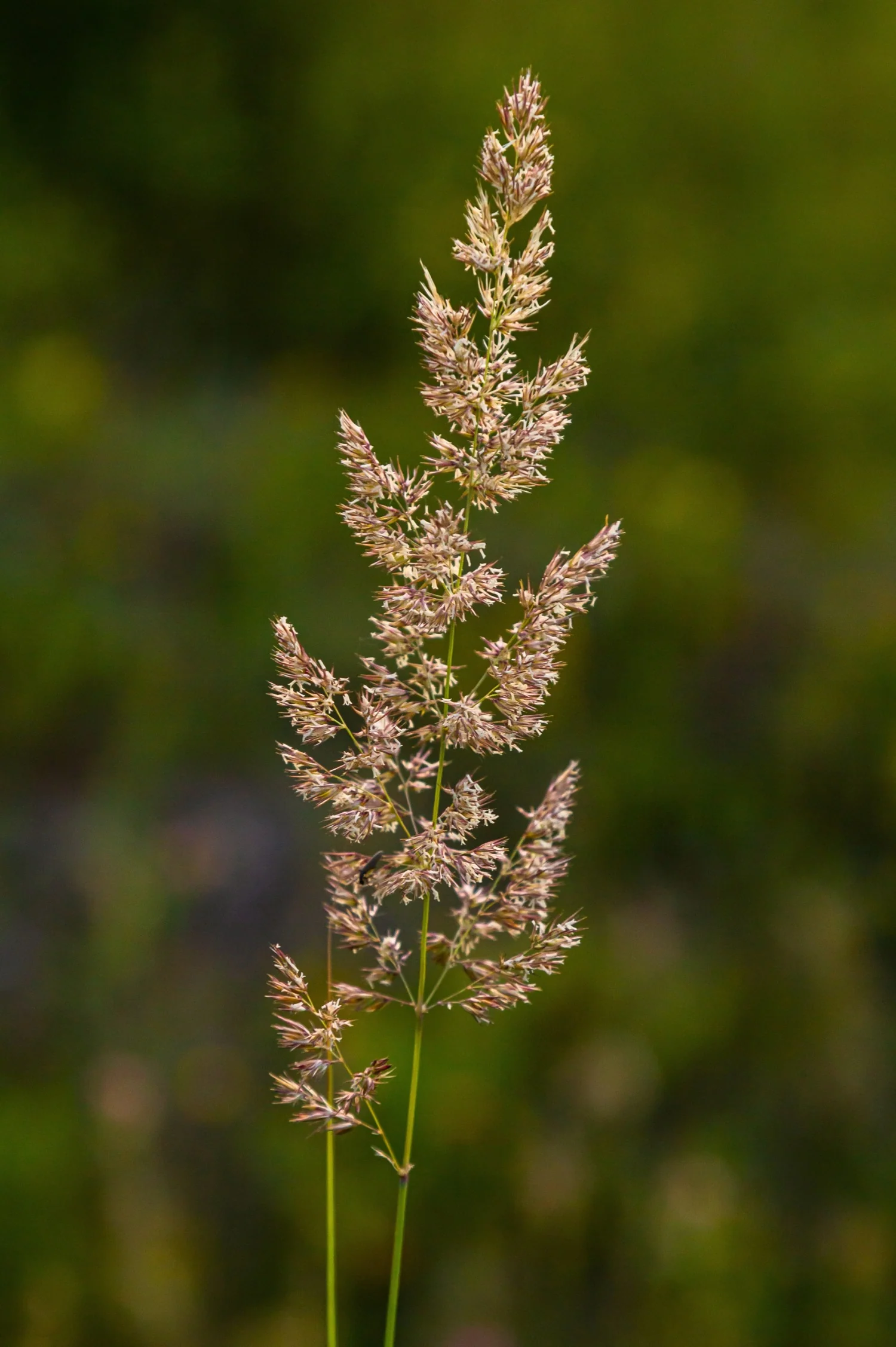 Calamagrostis arundinacea / Anemanthele