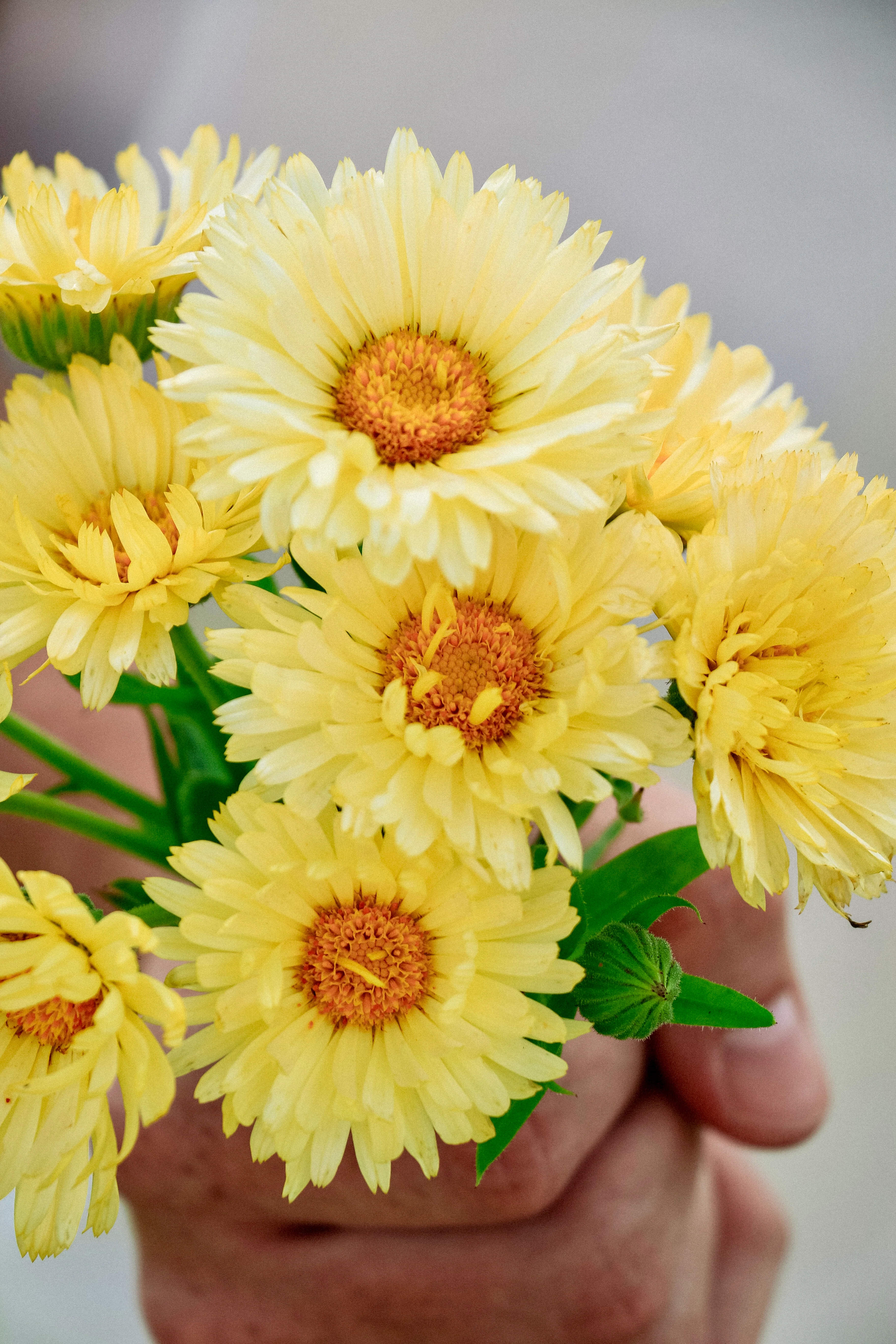 Calendula officinalis 'Double Lemon' - Image 3