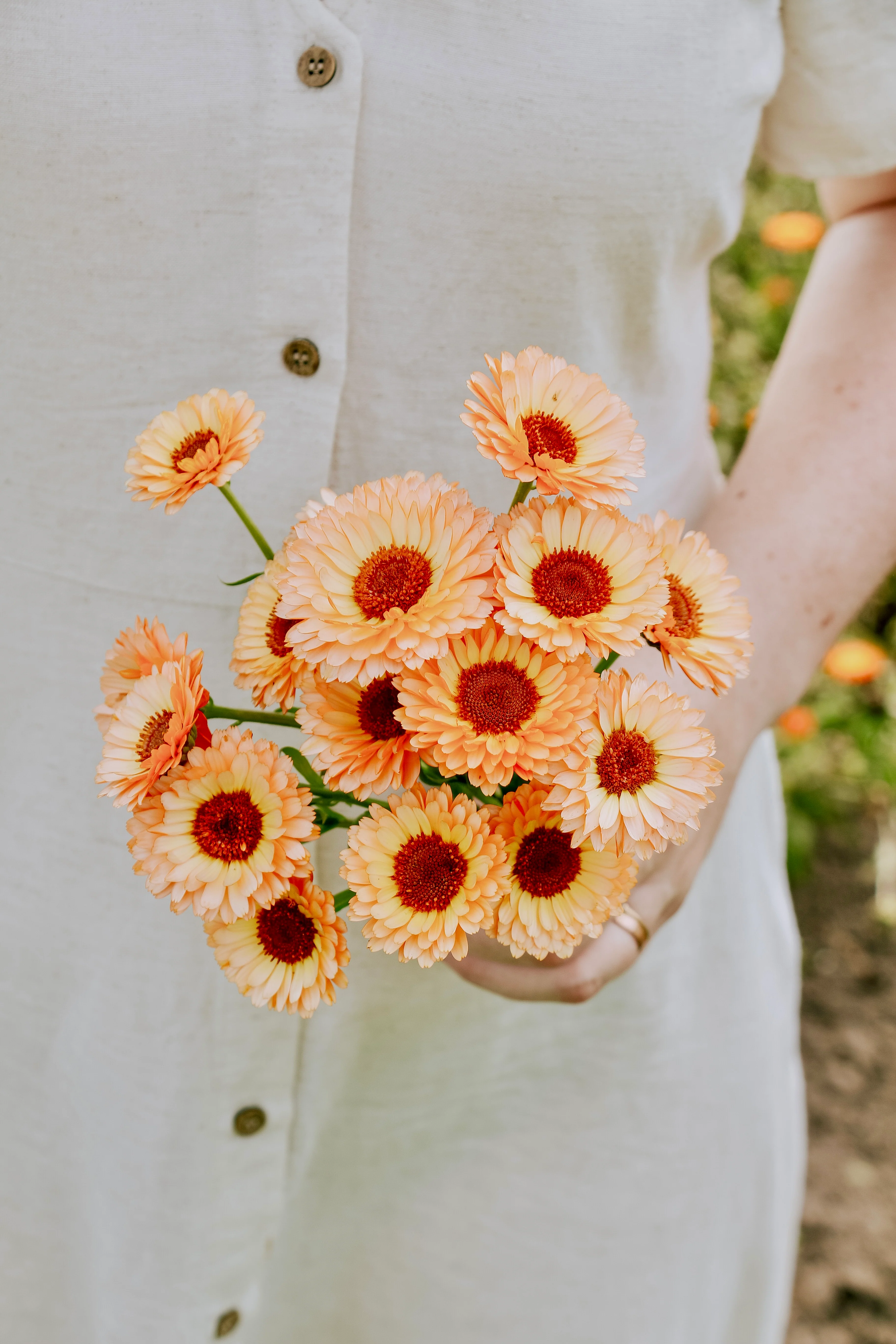 Calendula officinalis 'Pink Surprise'