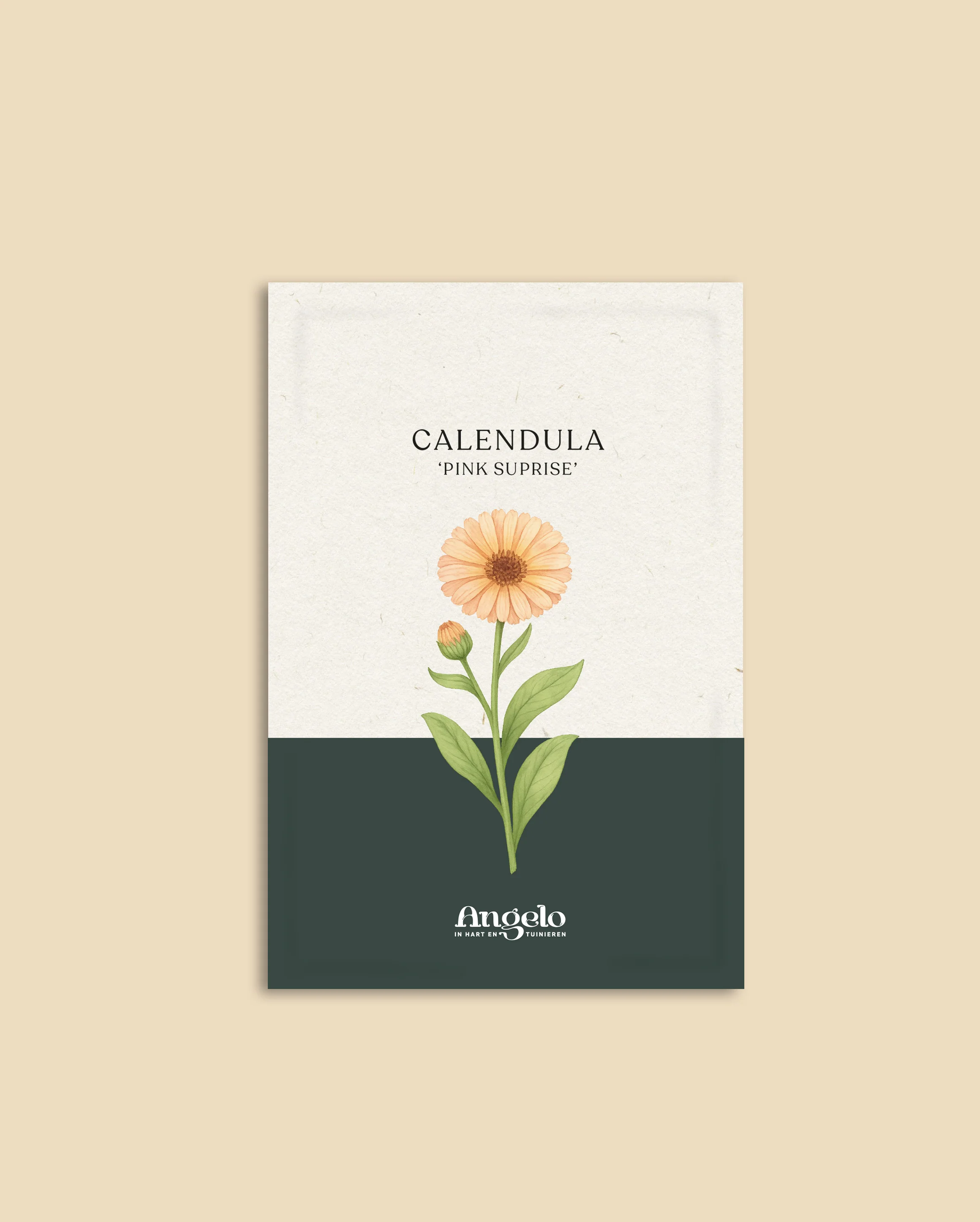 Calendula officinalis 'Pink Surprise' - Image 2