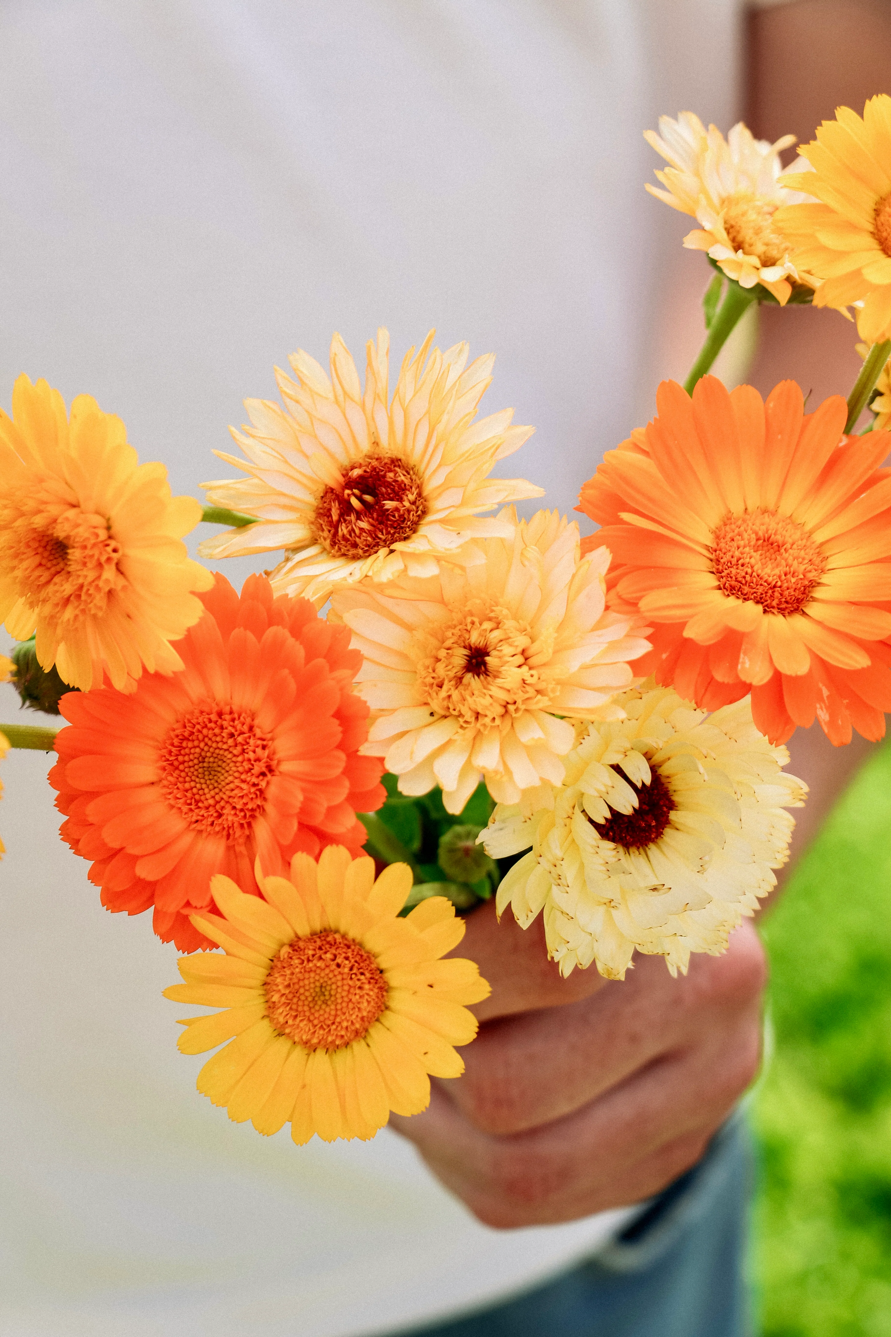 Calendula officinalis 'Playtime Mix' - Image 3