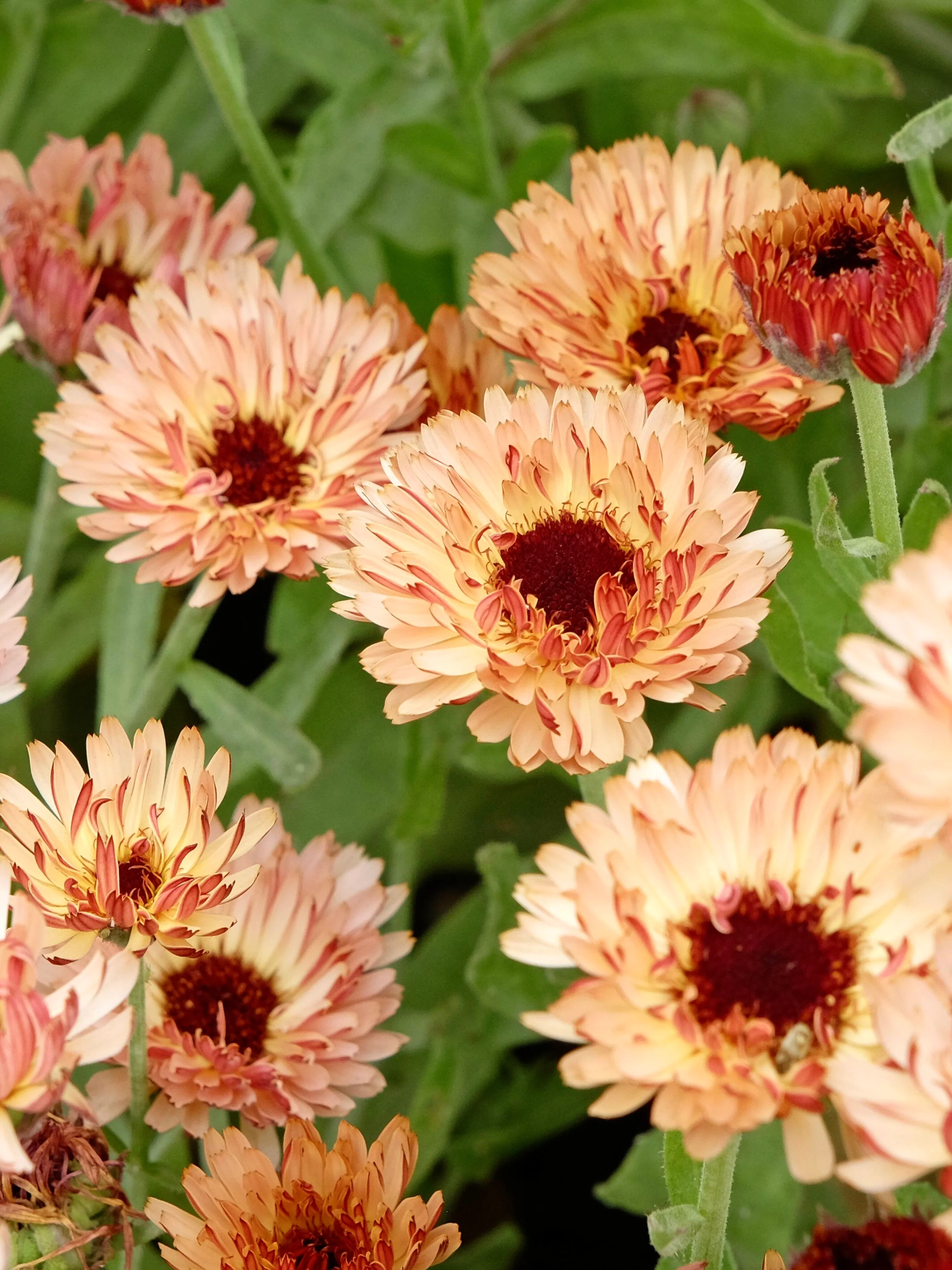 Calendula officinalis 'Sunset Buff'