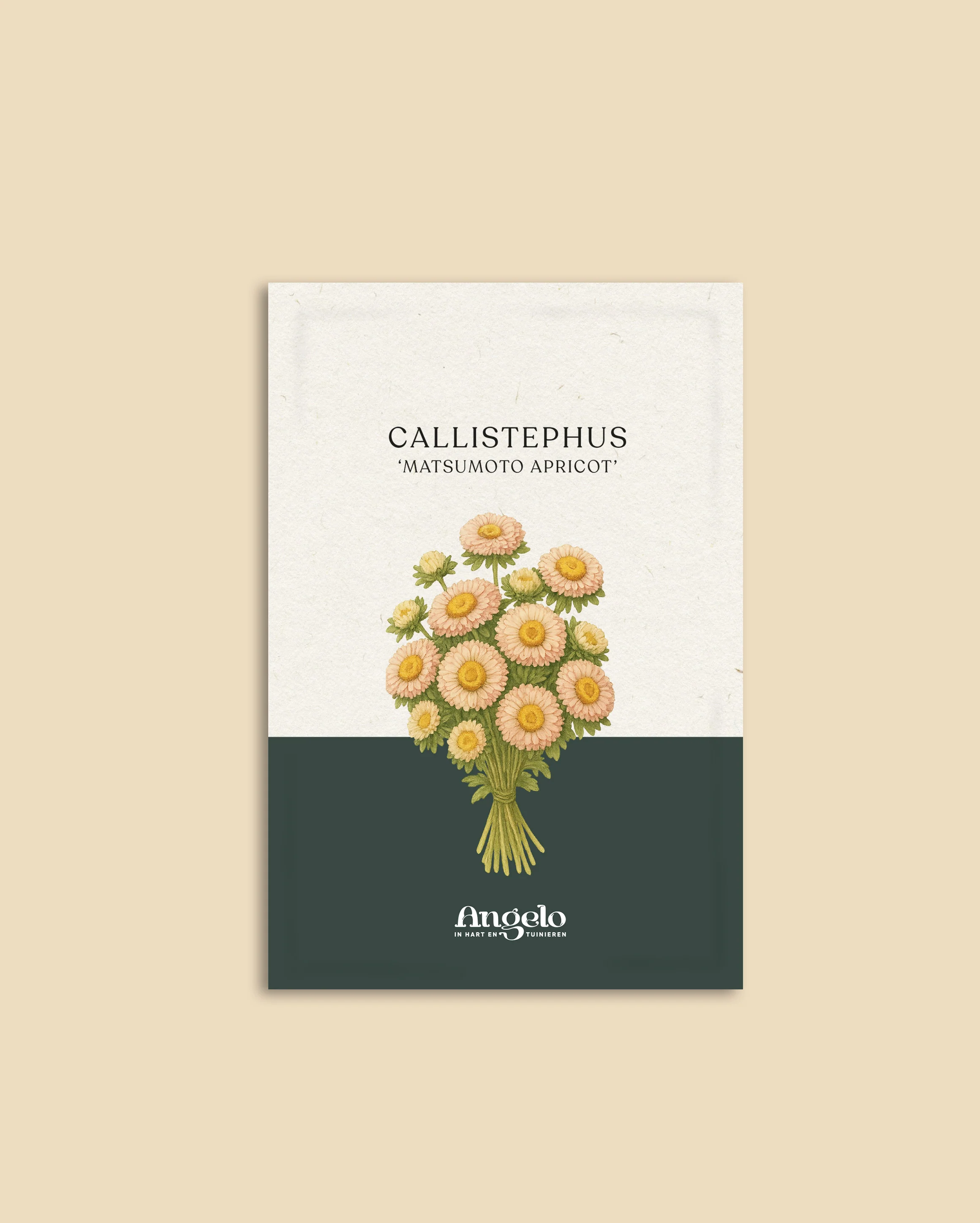 Callistephus chinensis 'Matsumoto Apricot' - Image 2
