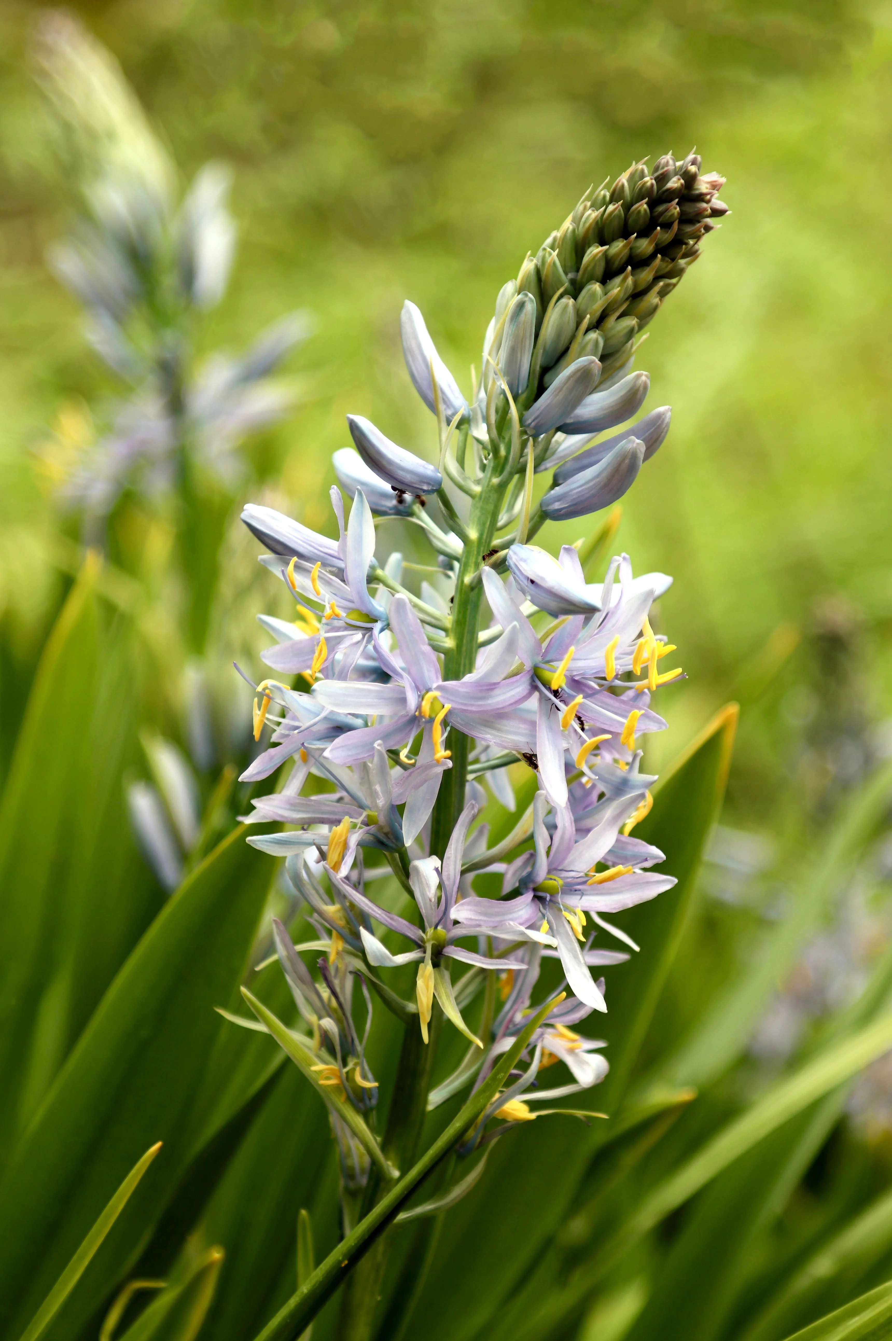 Camassia cusickii