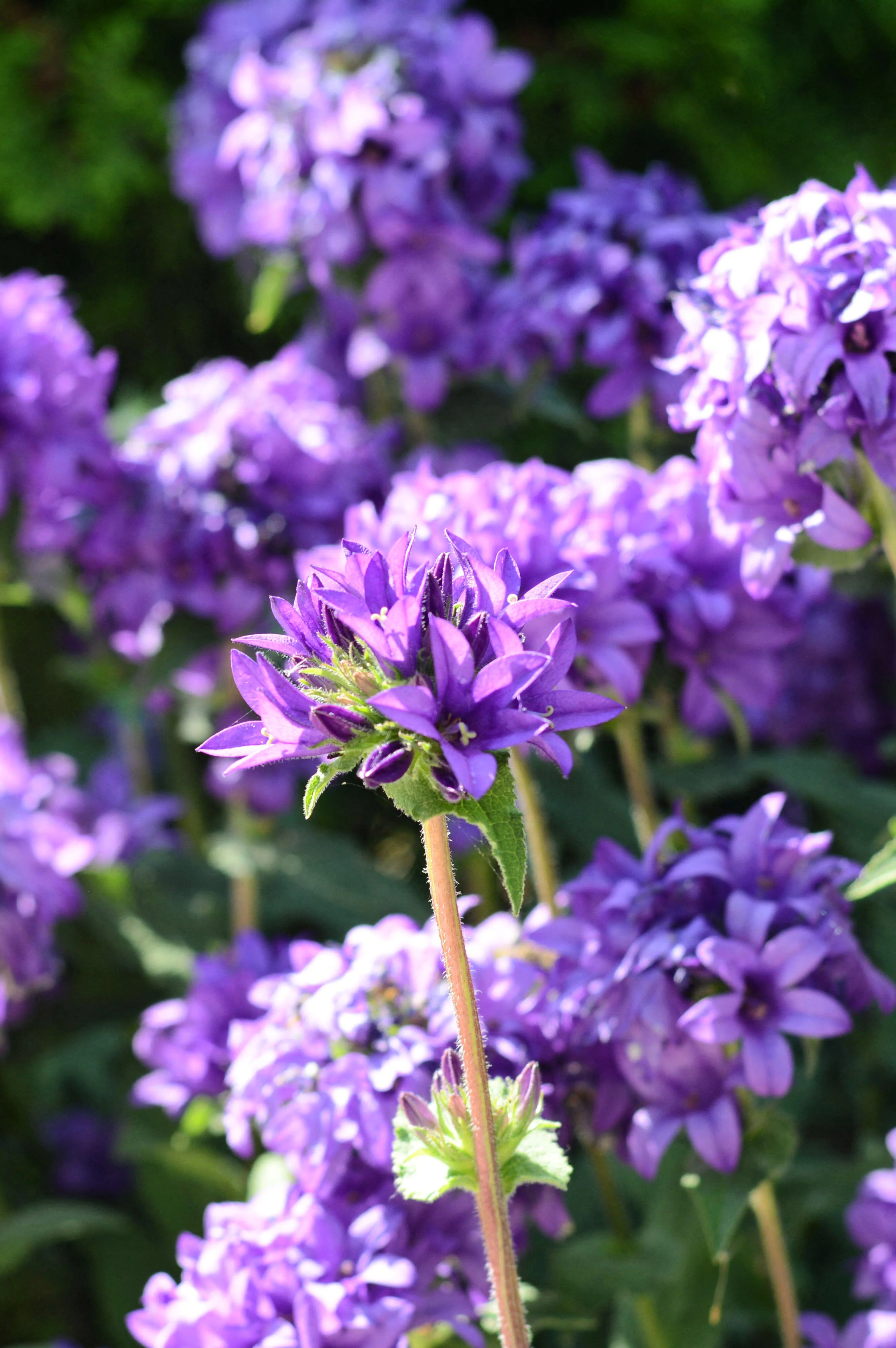 Campanula glomerata 'Caroline'