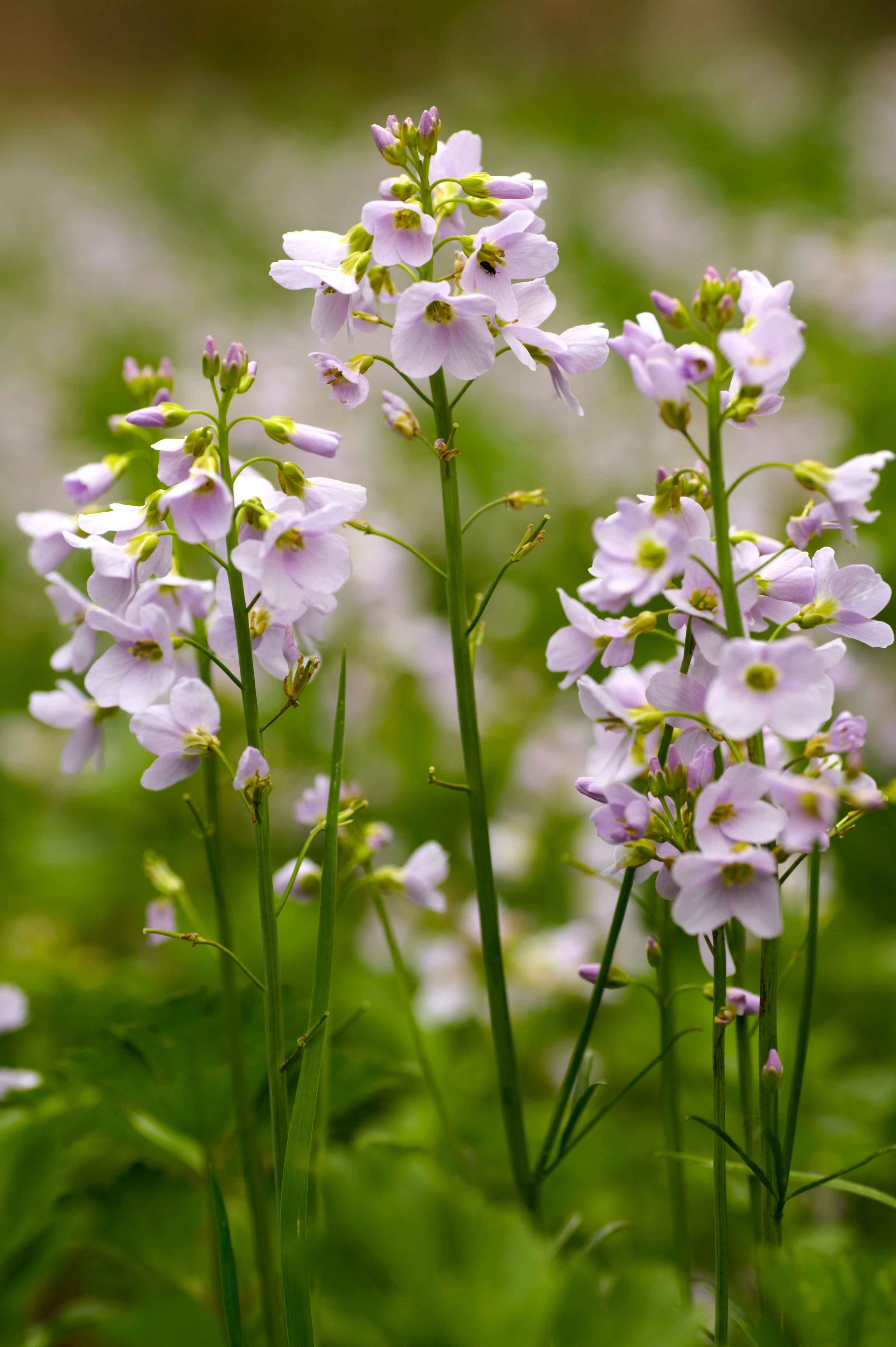 Cardamine pratensis