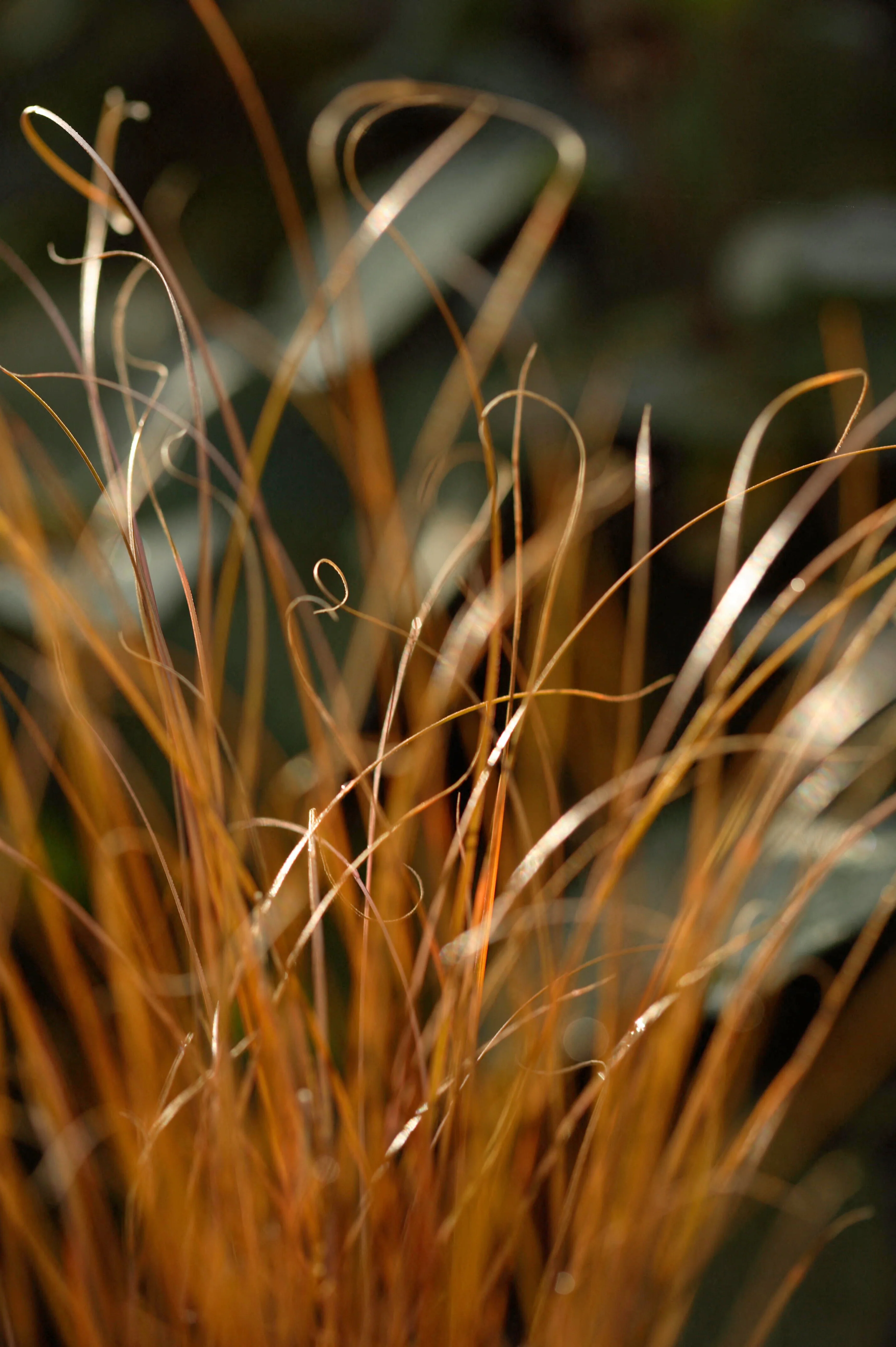Carex buchananii