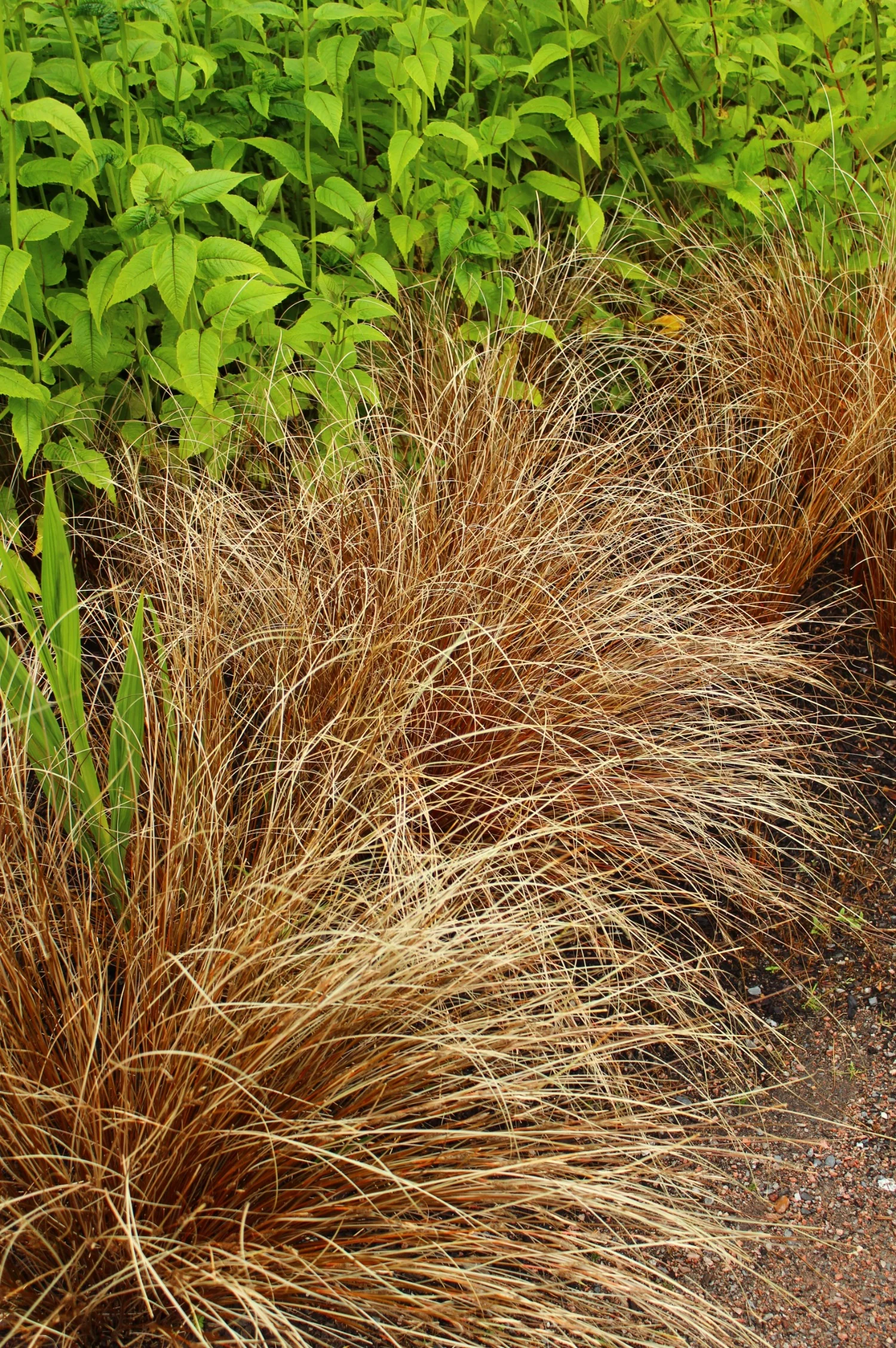 Carex buchananii 'Red Rooster'
