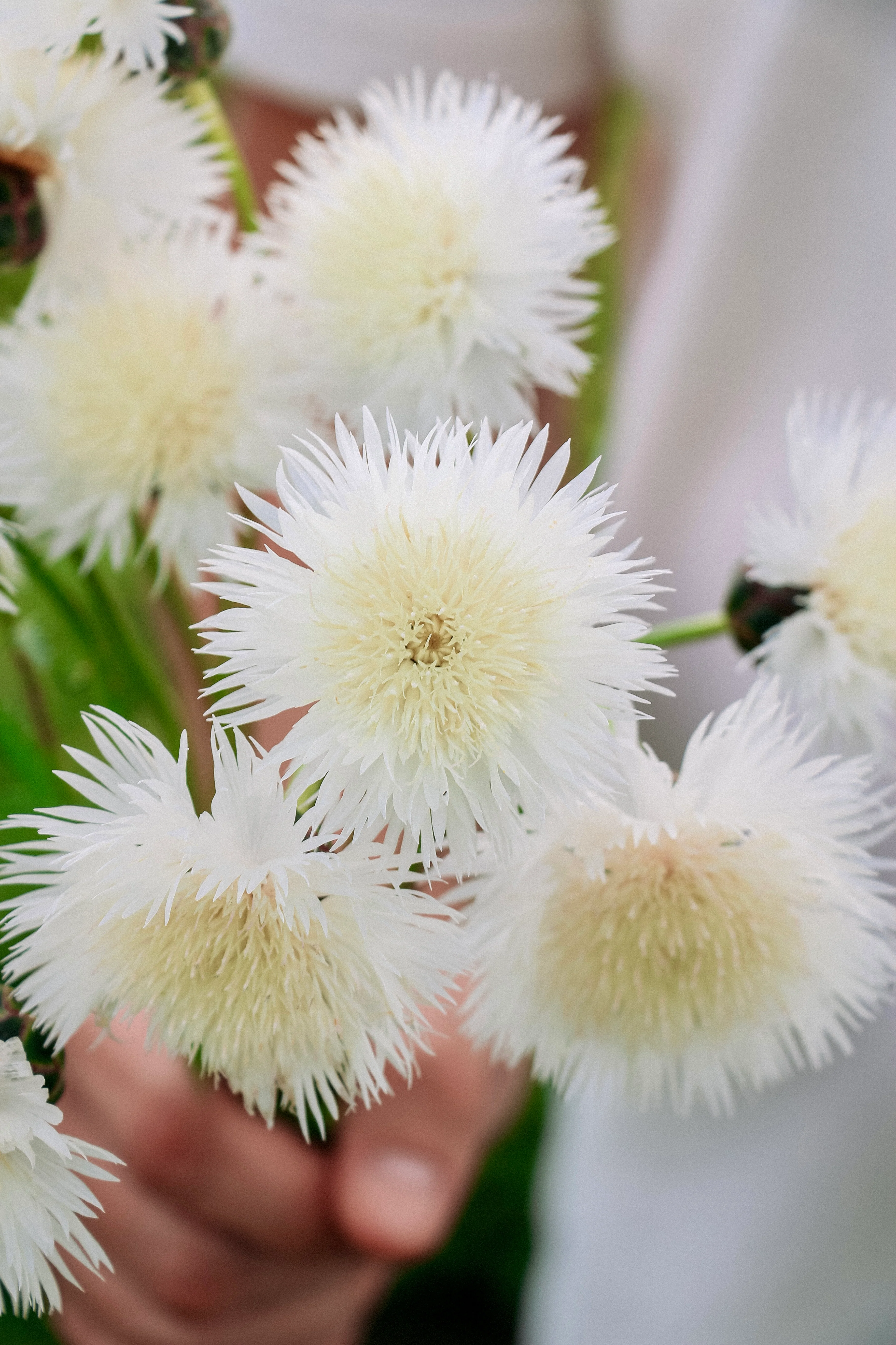 Centaurea imperialis 'The Bride' - Image 3
