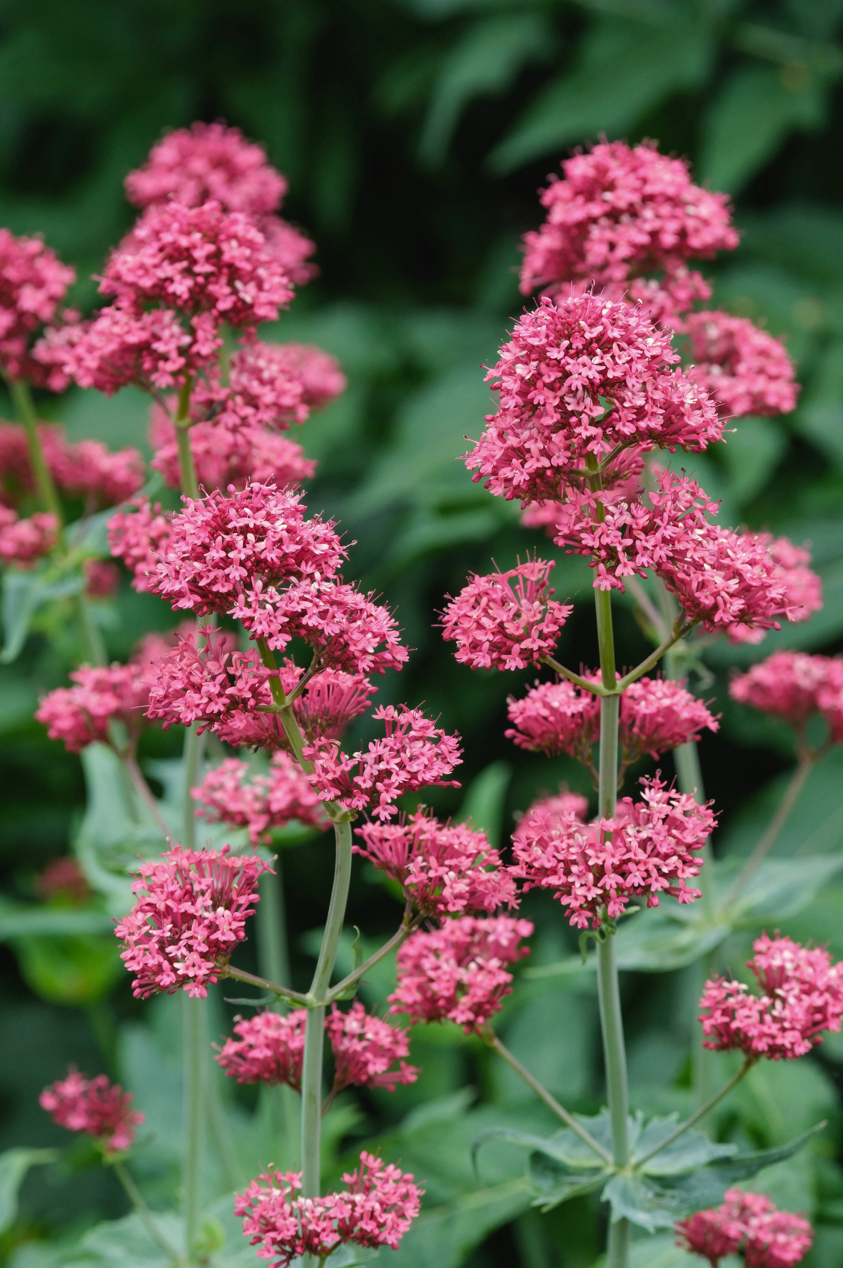 Centranthus ruber 'Coccineus'
