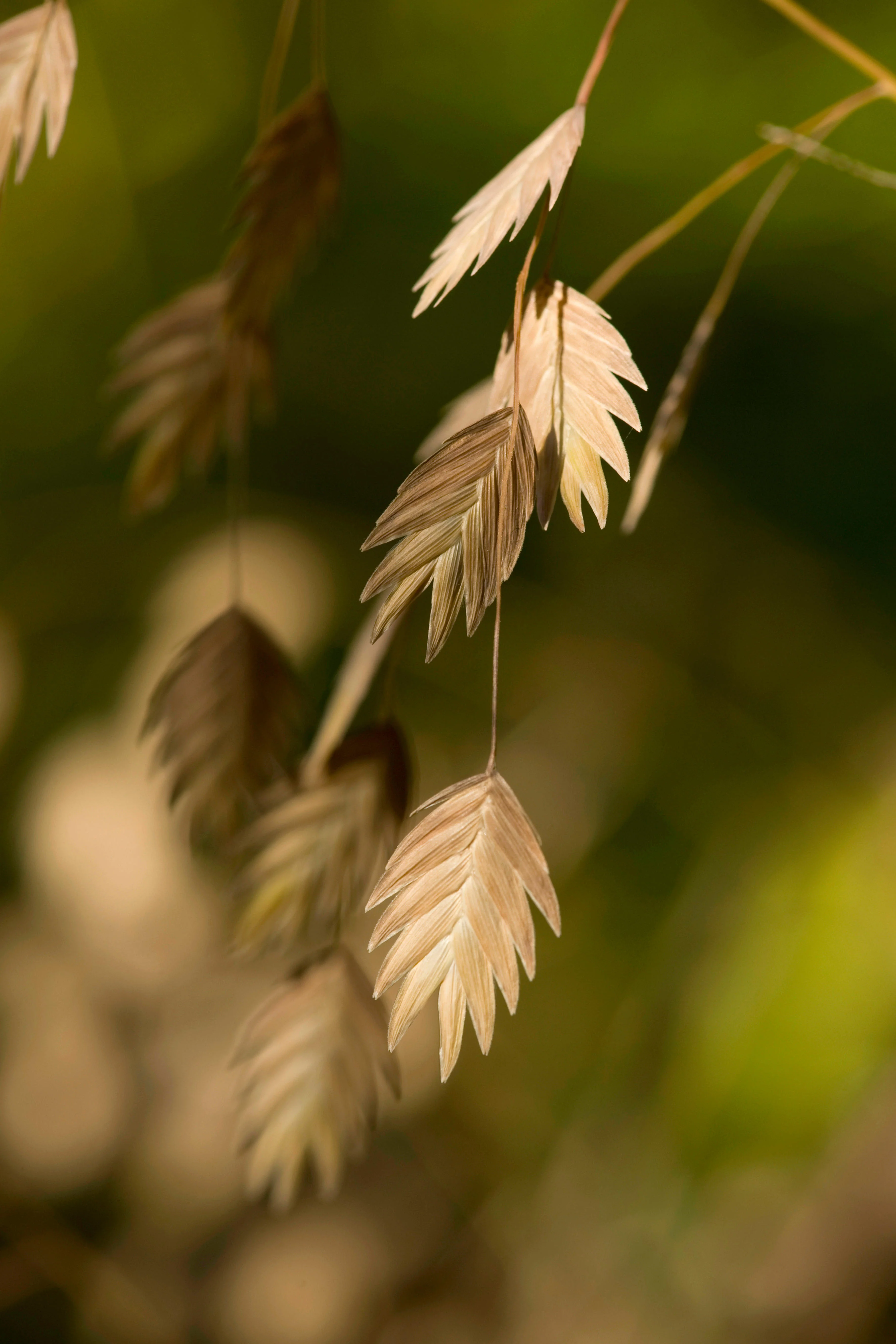 Chasmanthium latifolium 'Green Dangles' - Image 3