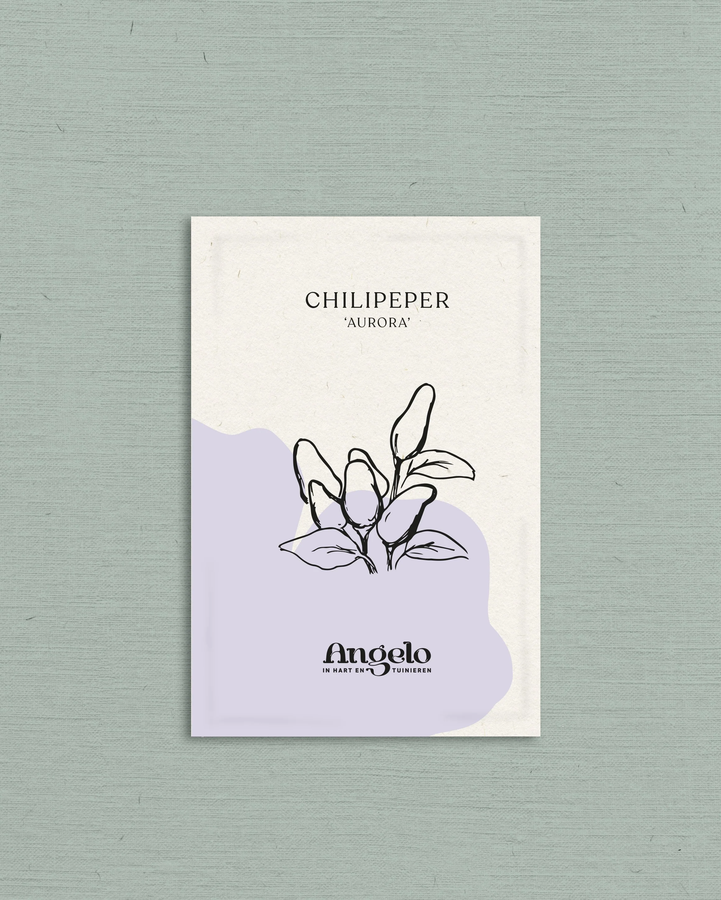 Chilipeper 'Aurora' - Image 2