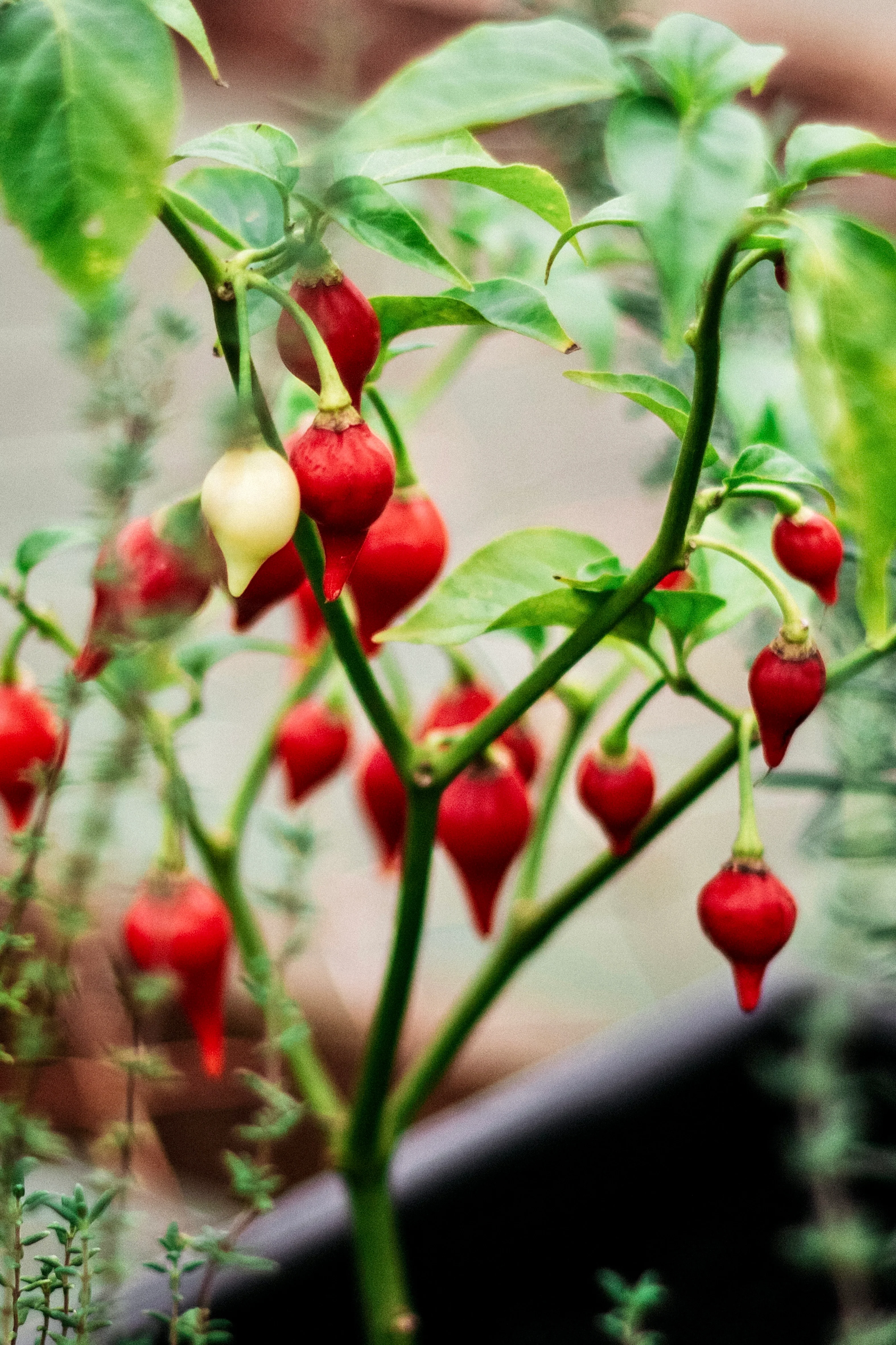 Chilipeper 'Biquinho'