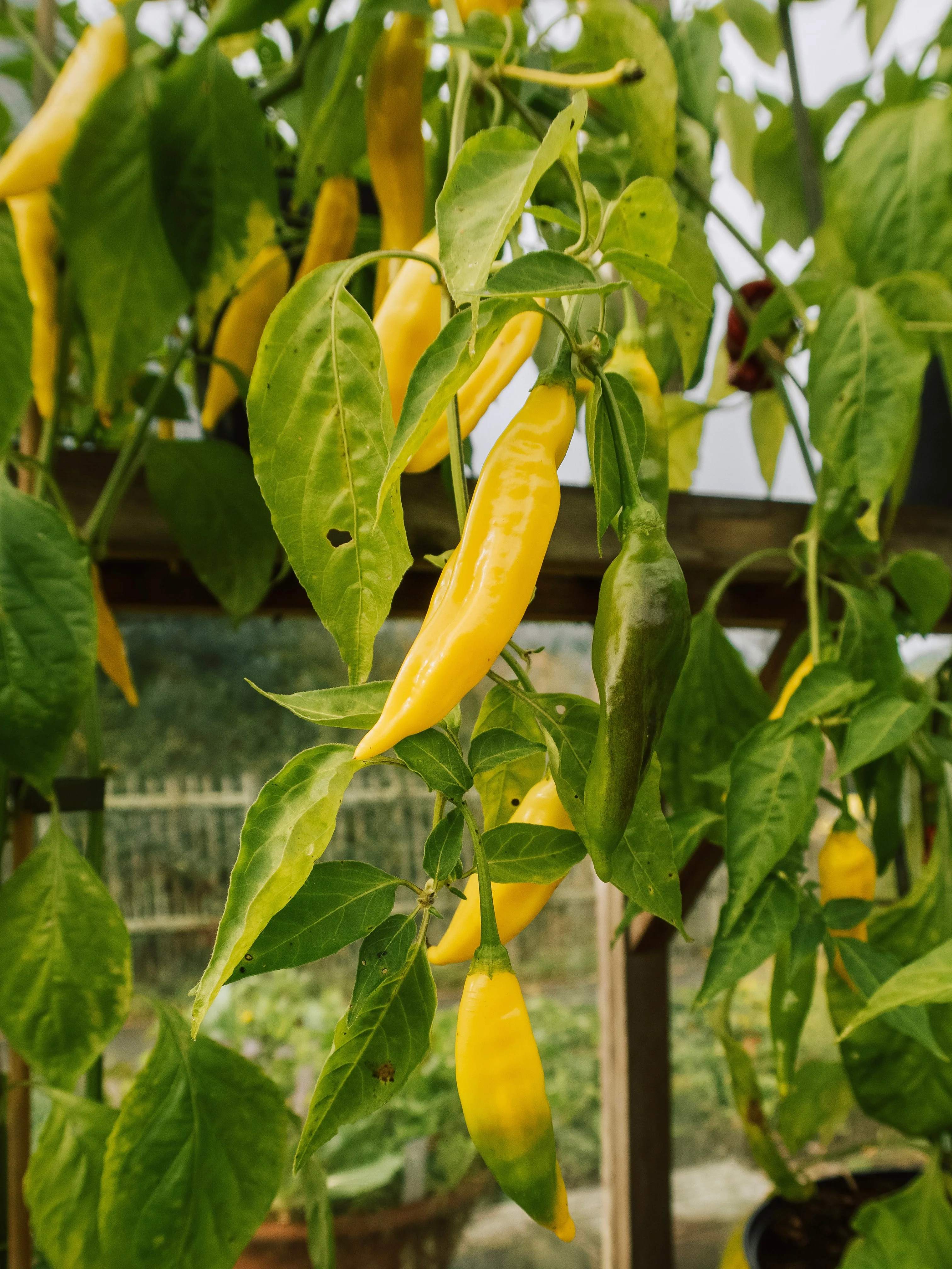Chilipeper 'Gelbes Rüsselchen'