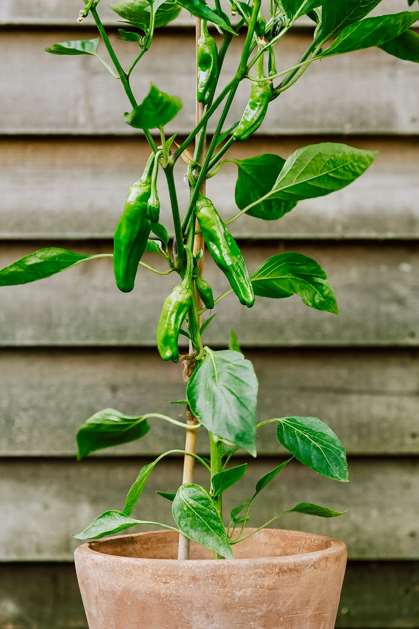 Chilipeper 'Padron'
