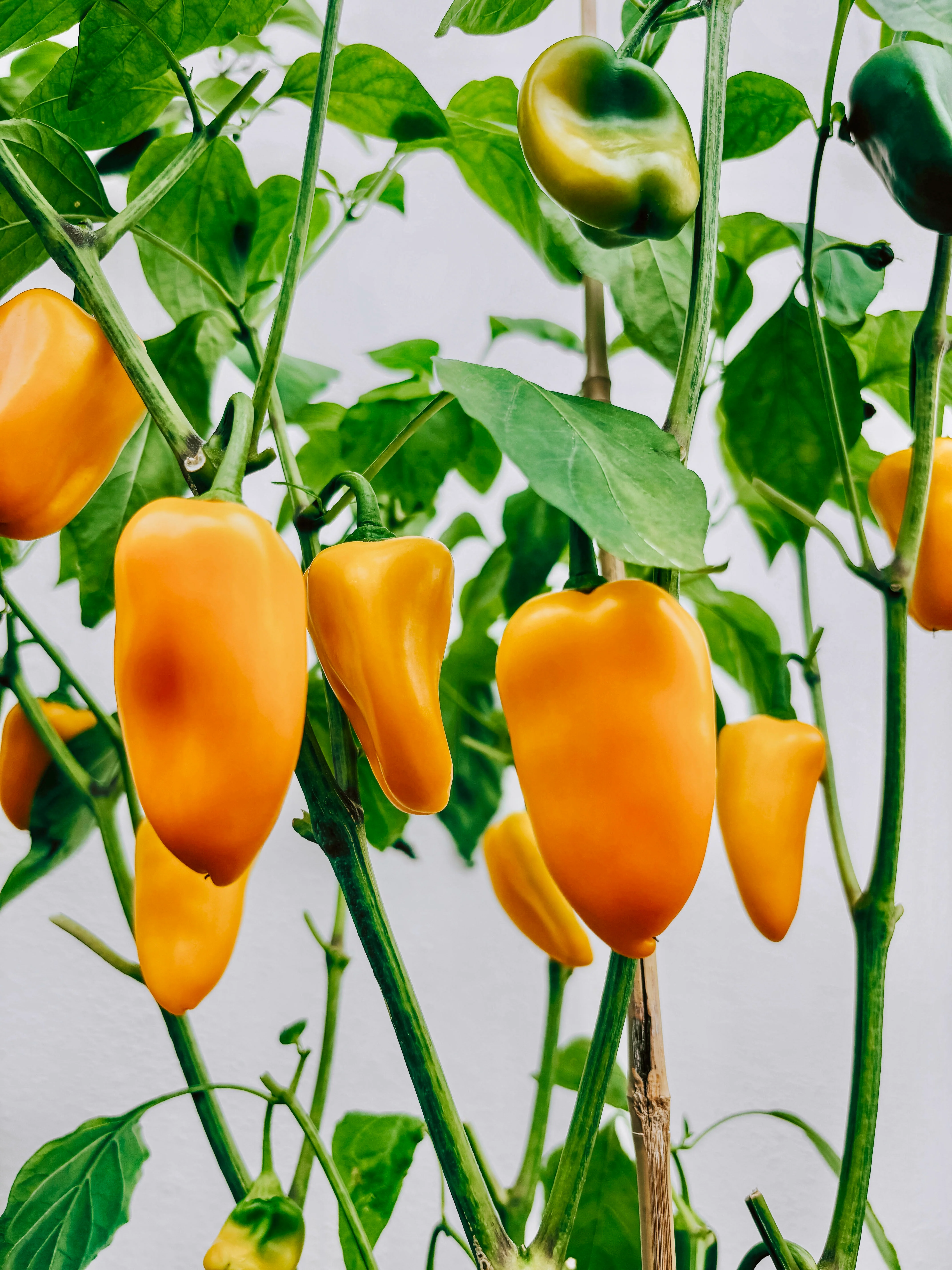Paprika 'Petit Marseillais'