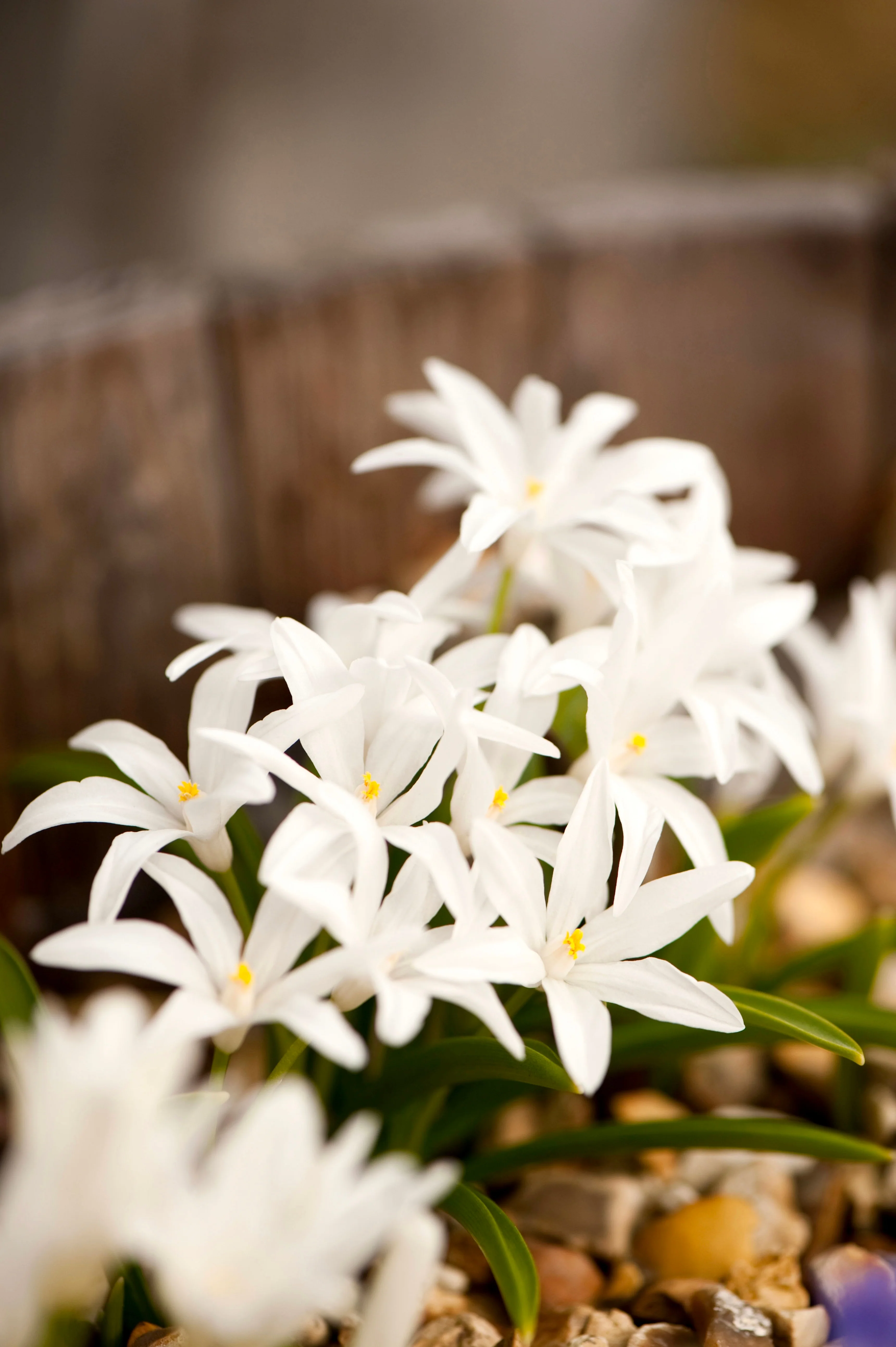 Chionodoxa luciliae 'Alba' BIO