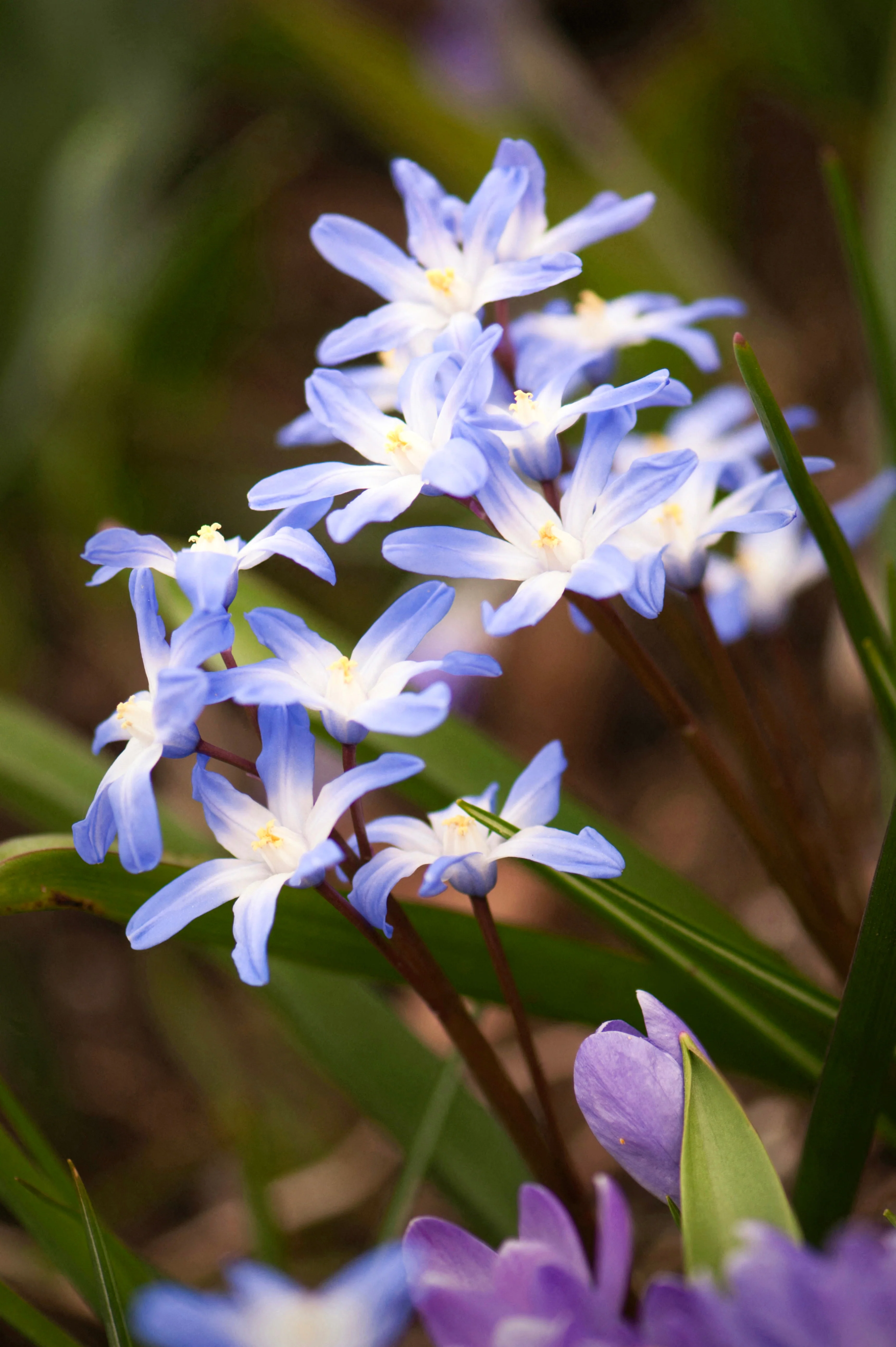 Chionodoxa luciliae BIO