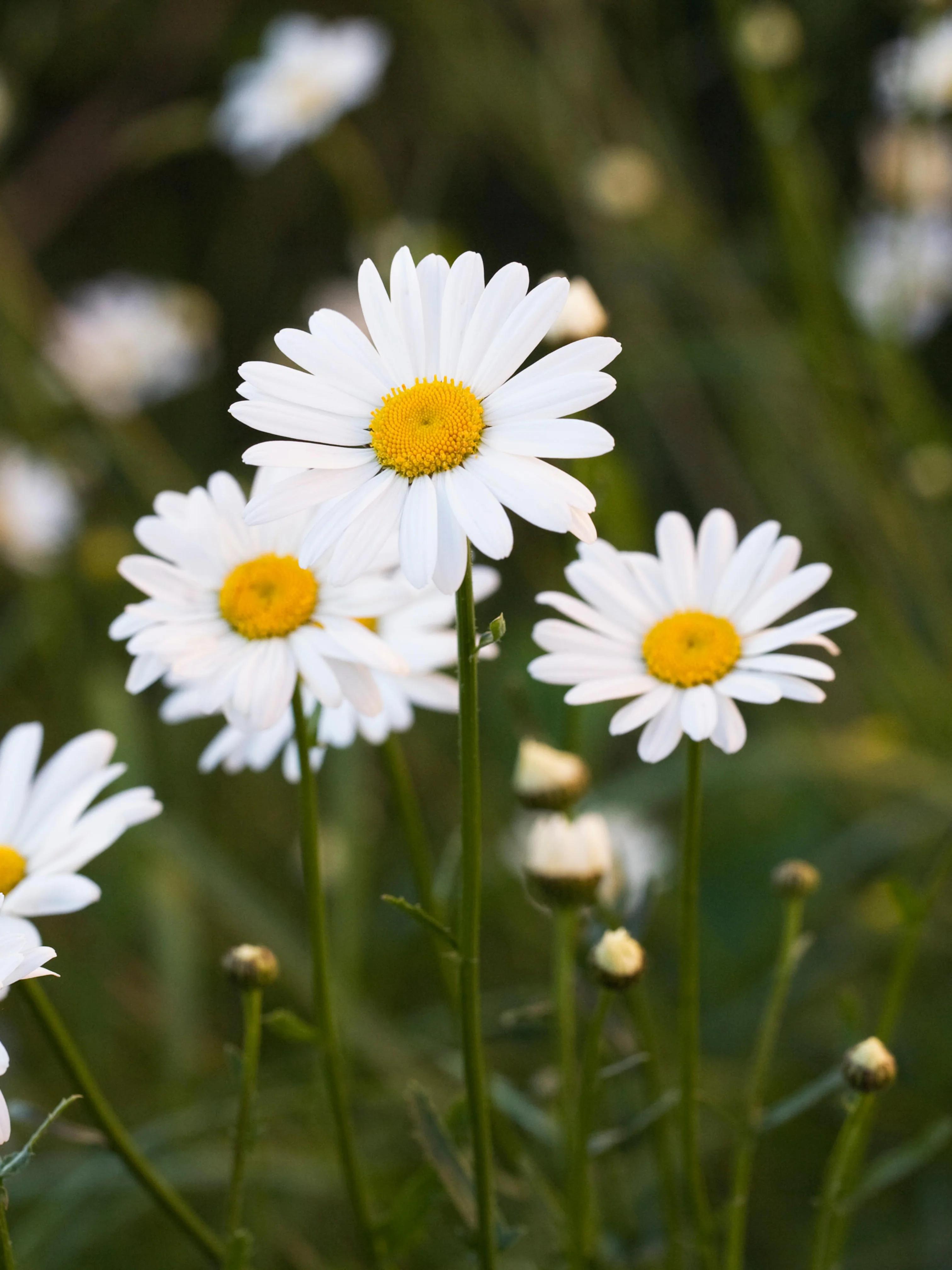 Chrysantemum leucanthemum