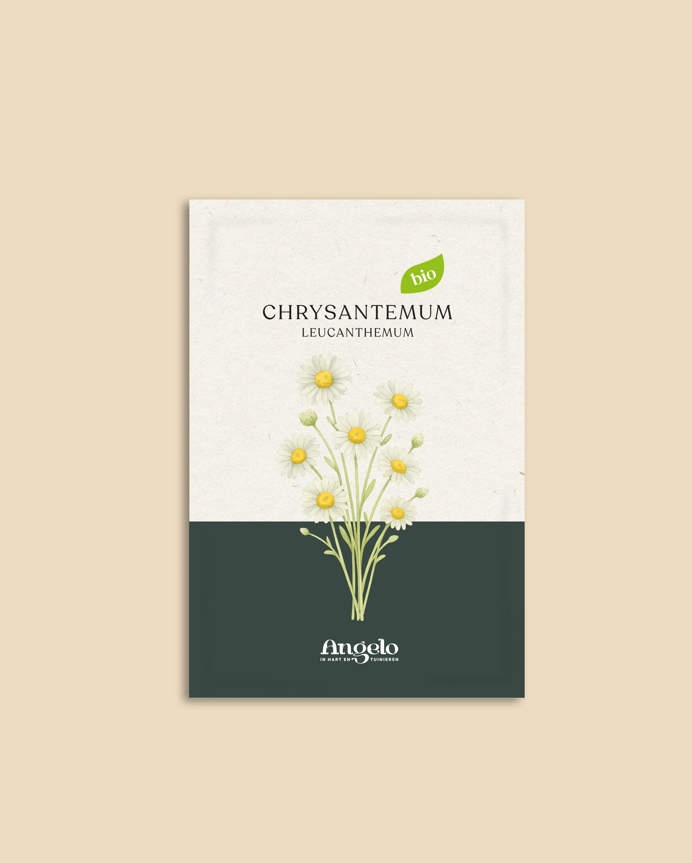 Chrysantemum leucanthemum - Image 2