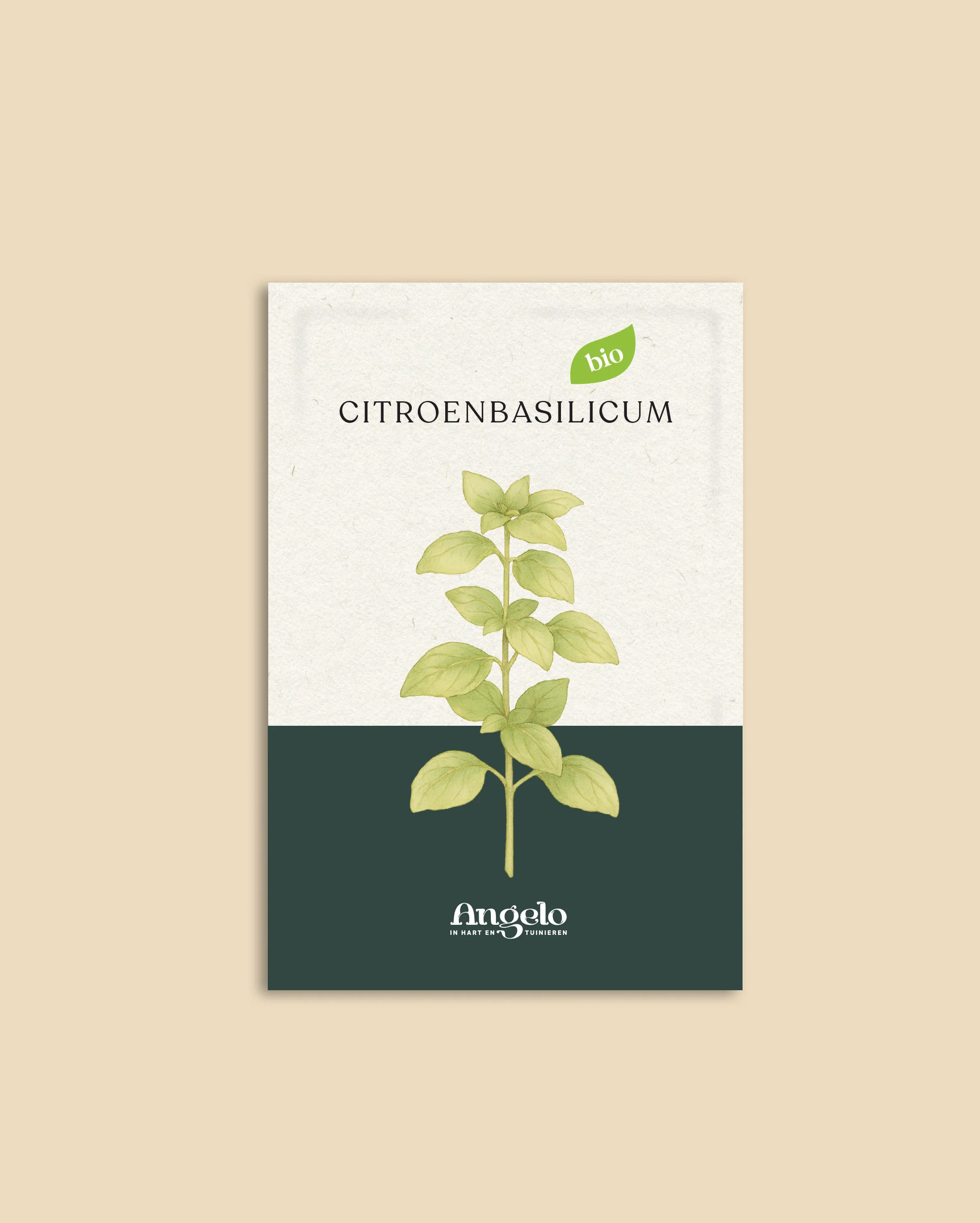 Citroenbasilicum - Image 2
