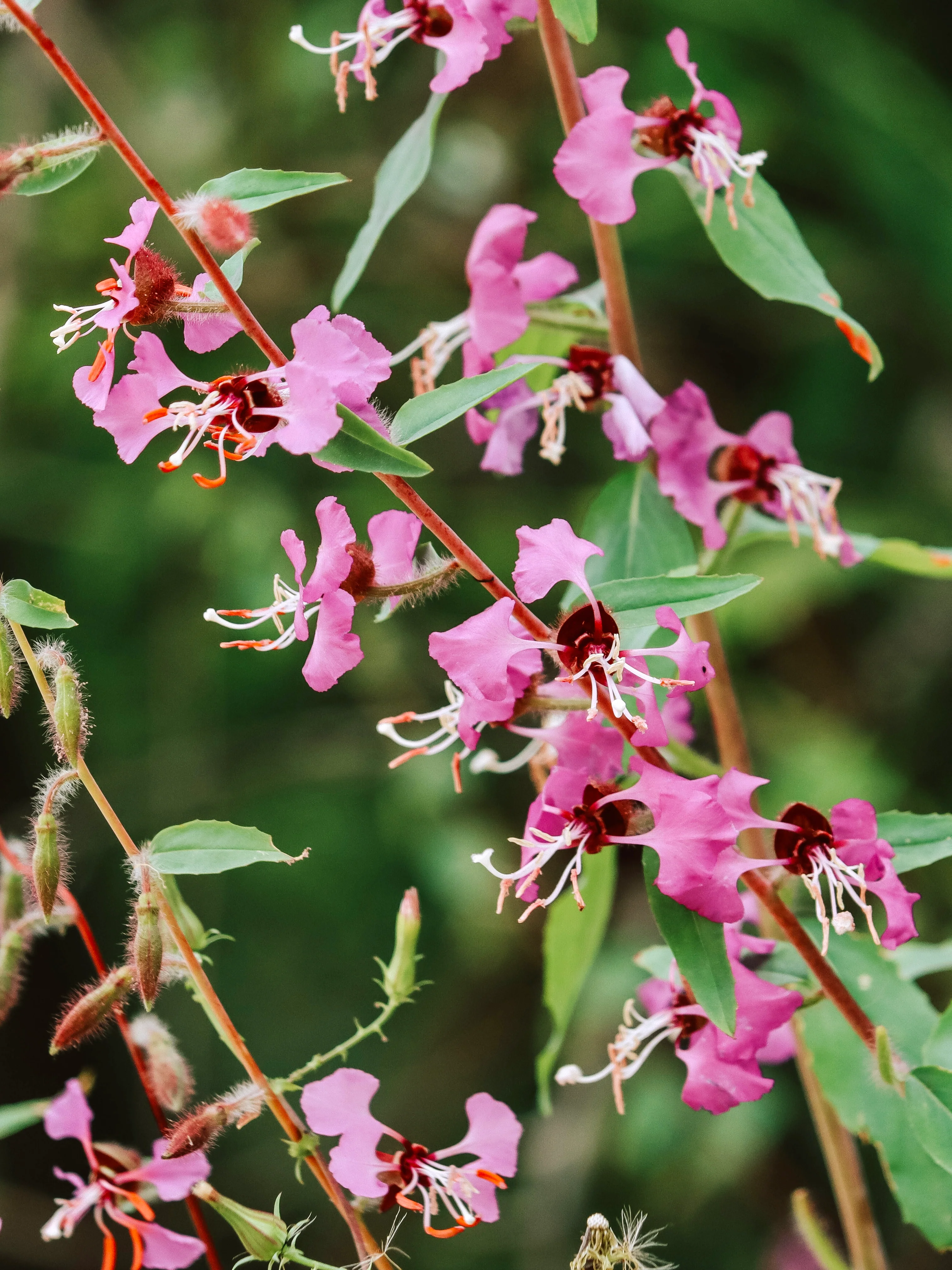 Clarkia ungulata