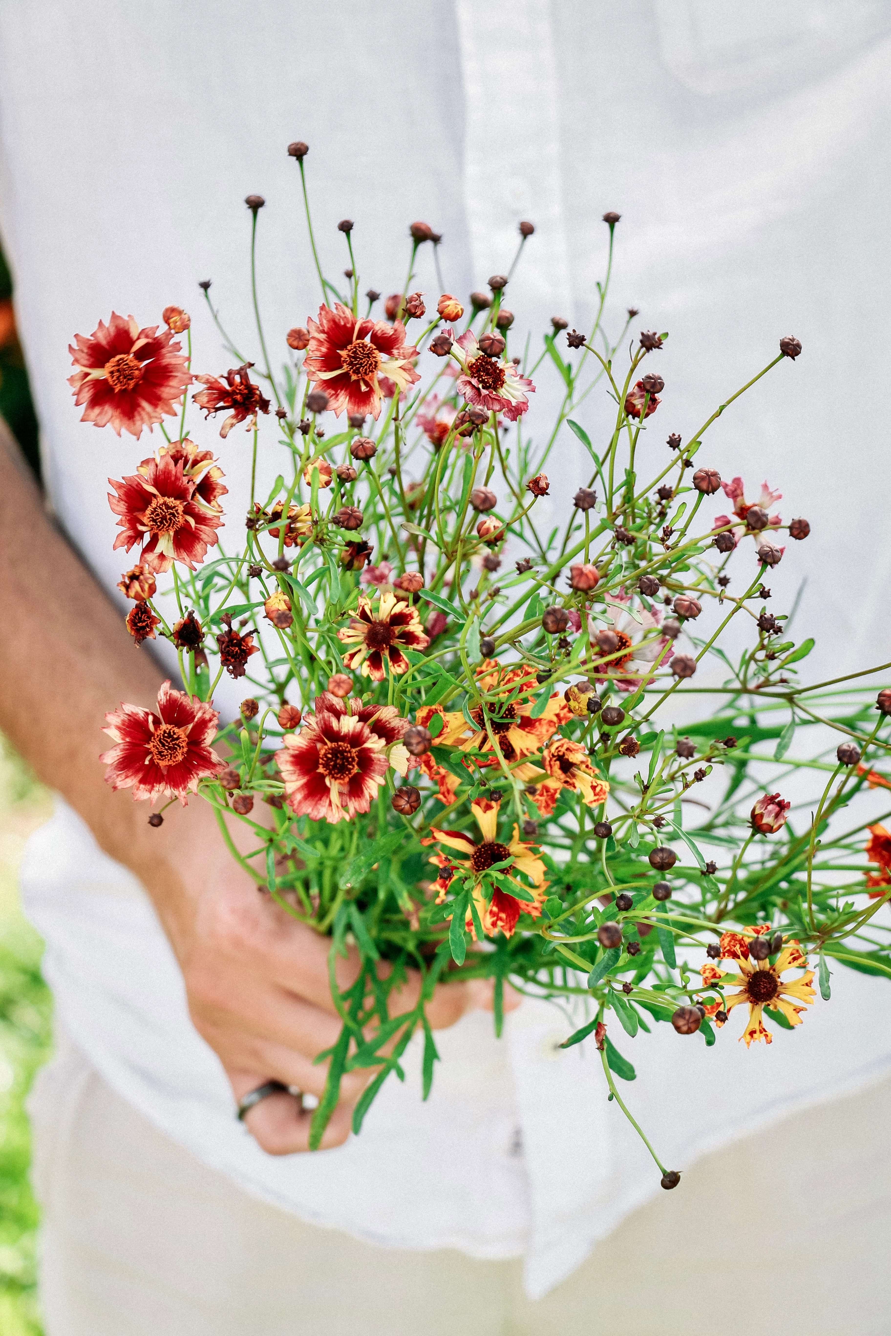 Coreopsis hybrida 'Incredible! Sea Shells Mix'
