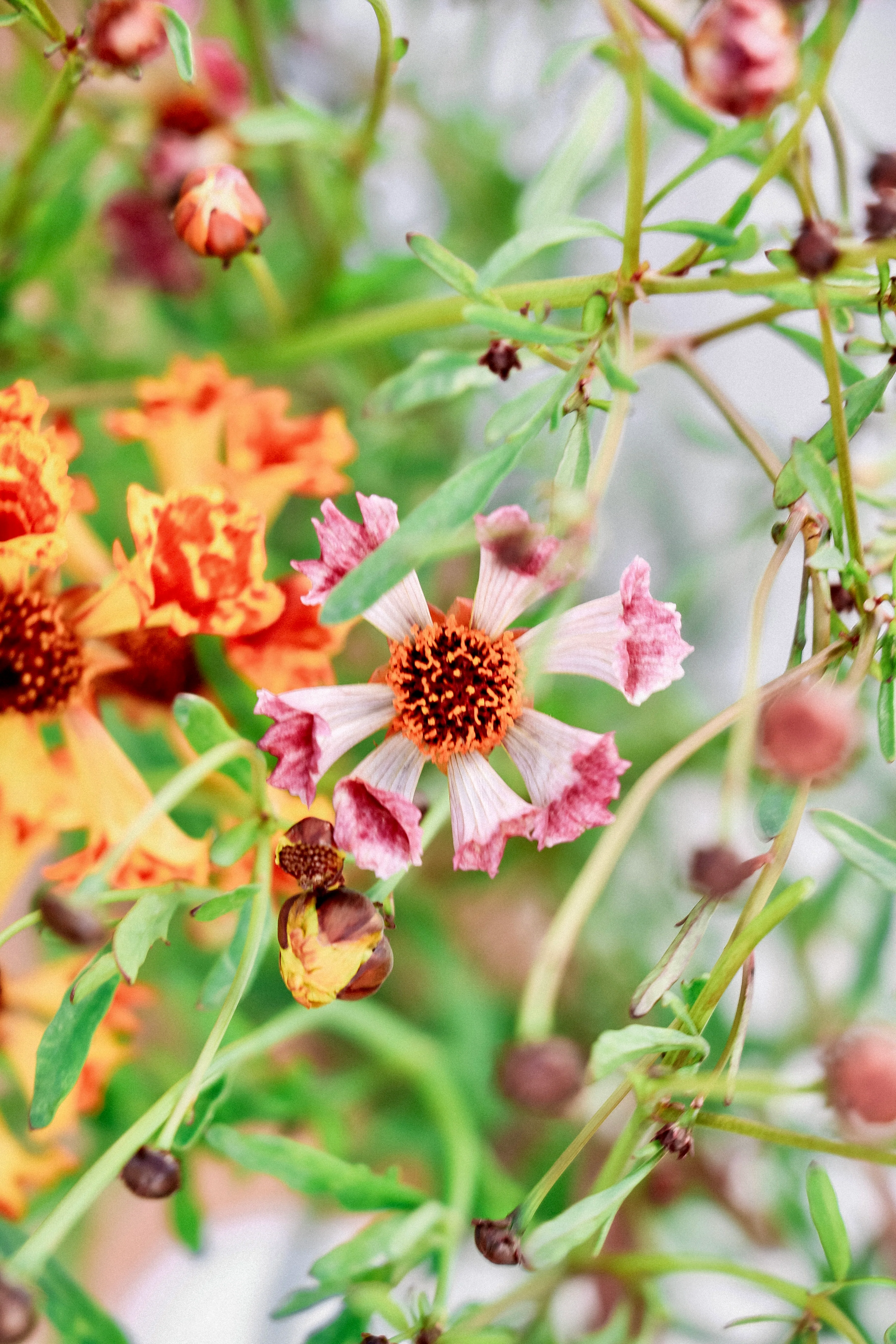 Coreopsis hybrida 'Incredible! Sea Shells Mix' - Image 3