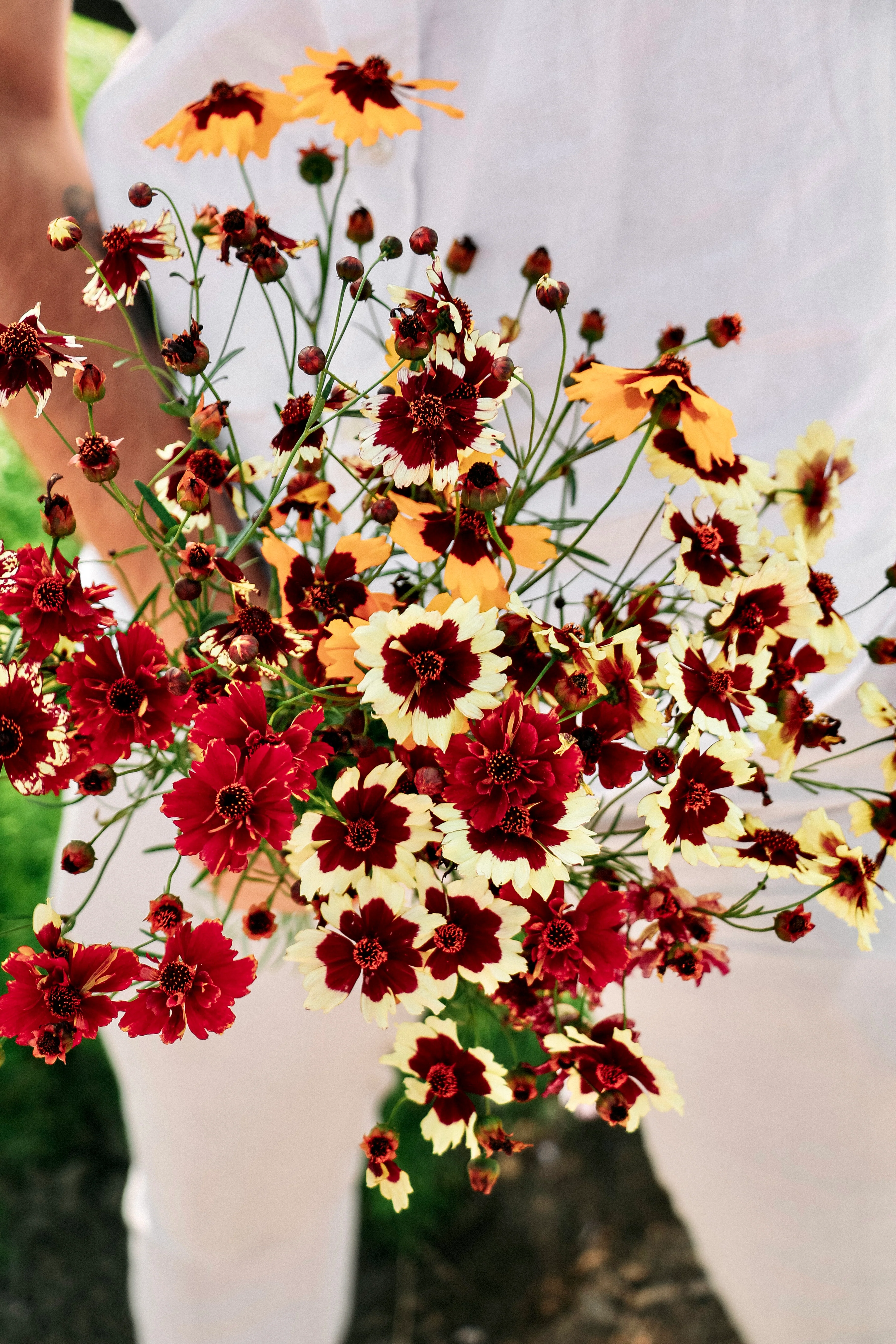 Coreopsis hybrida 'Incredible! Tall Mix'