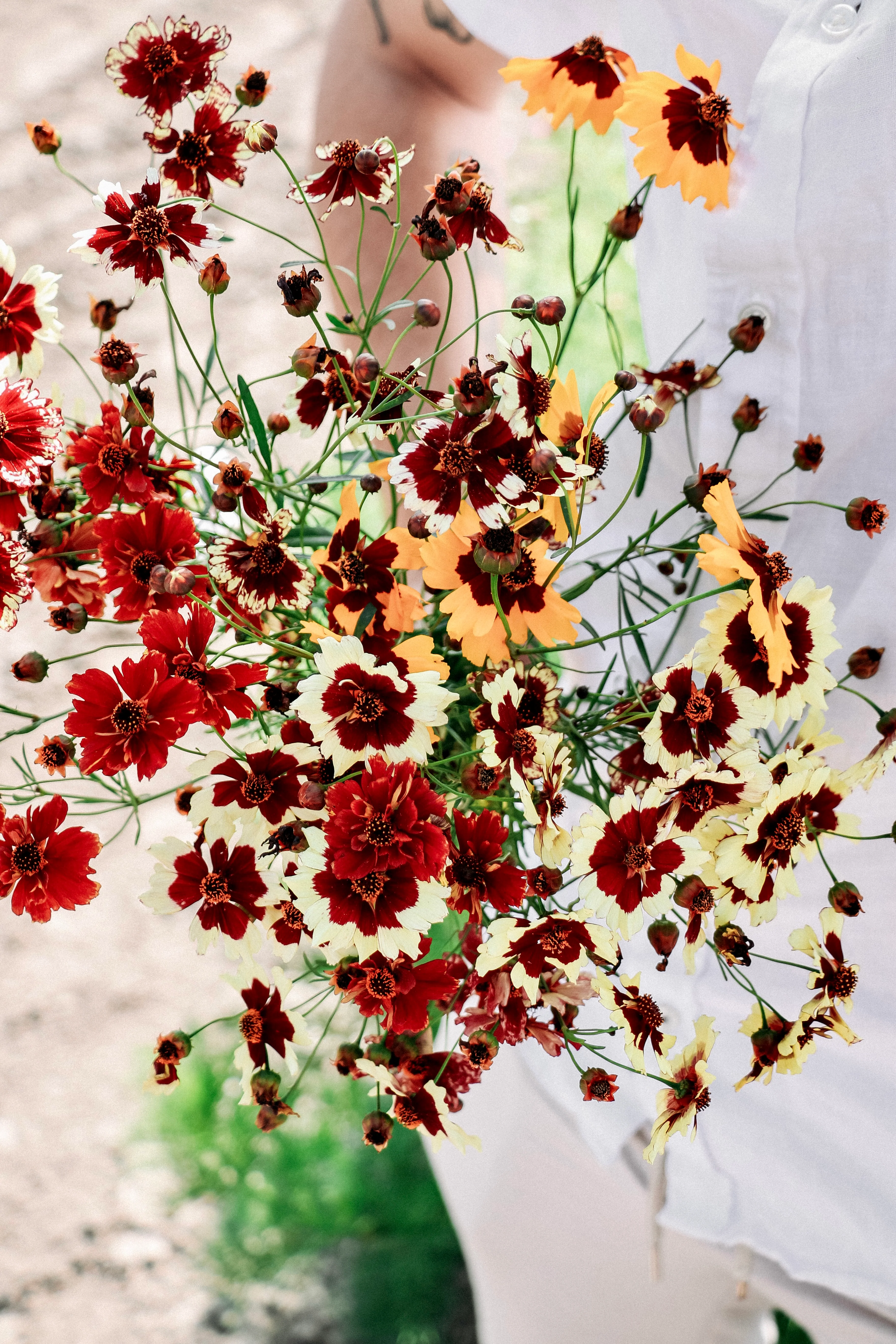 Coreopsis hybrida 'Incredible! Tall Mix' - Image 3