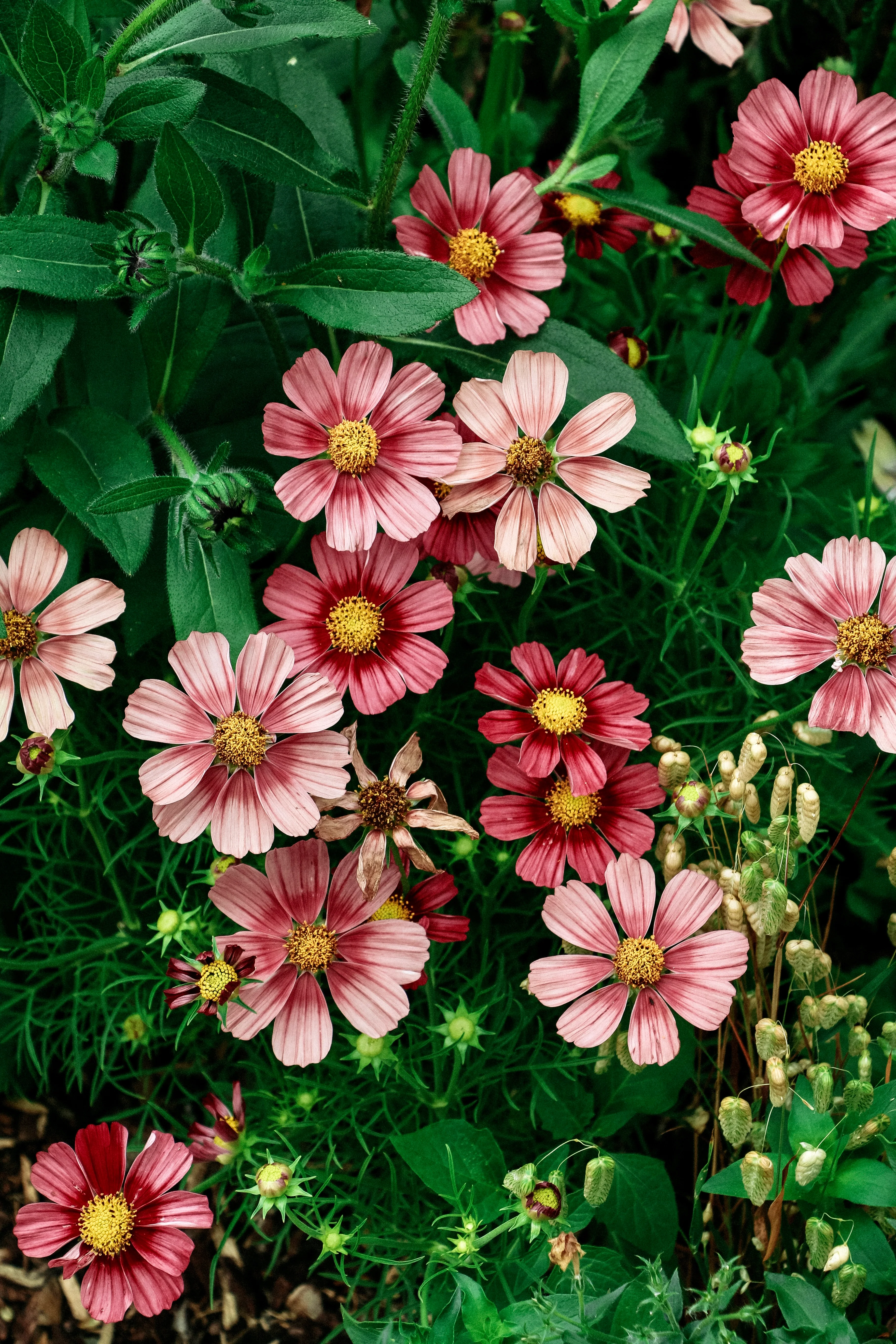 Cosmos bipinnatus 'Antiquity'
