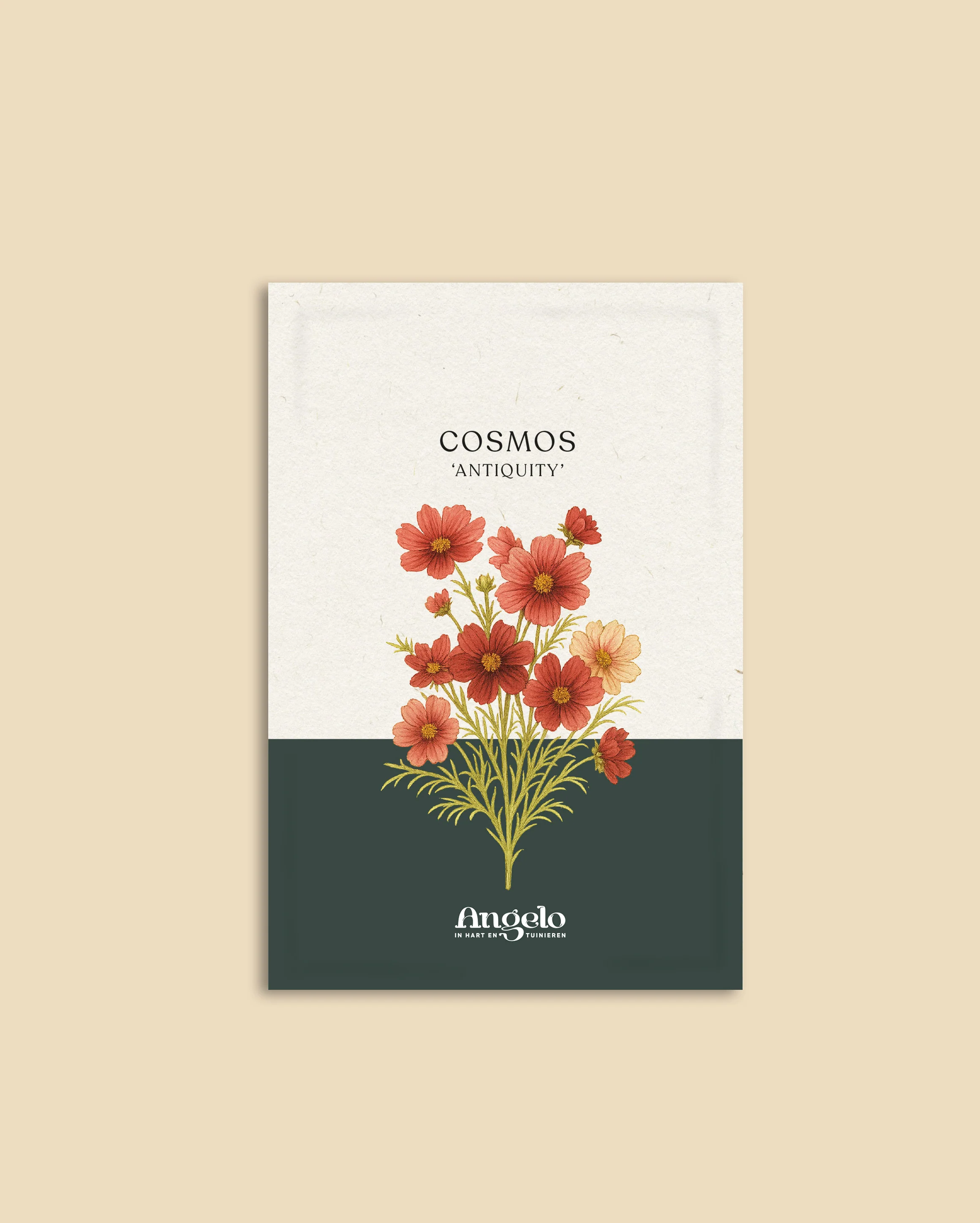 Cosmos bipinnatus 'Antiquity' - Image 2